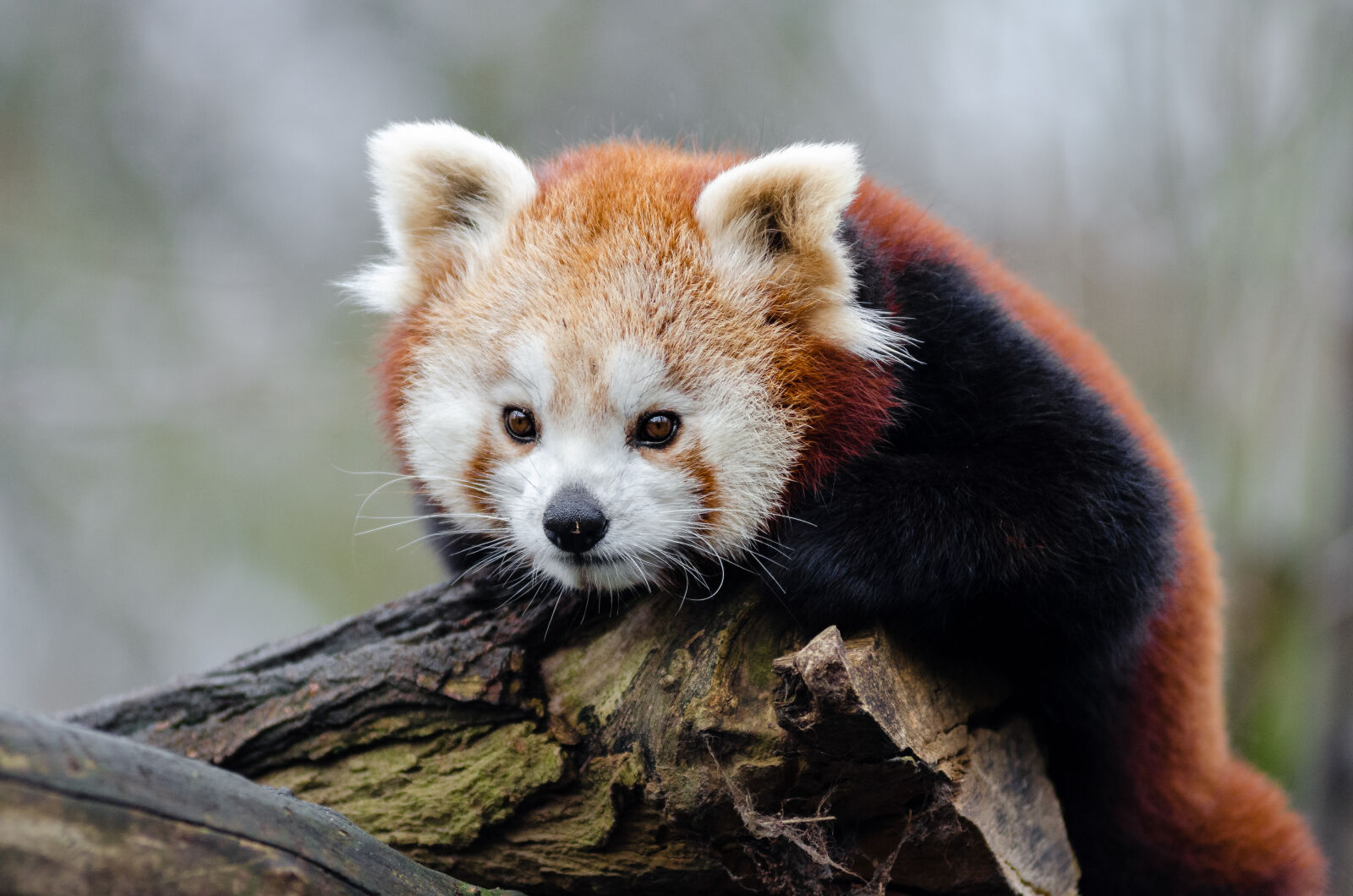 AF Zoom-Nikkor 80-200mm f/2.8 ED sample photo