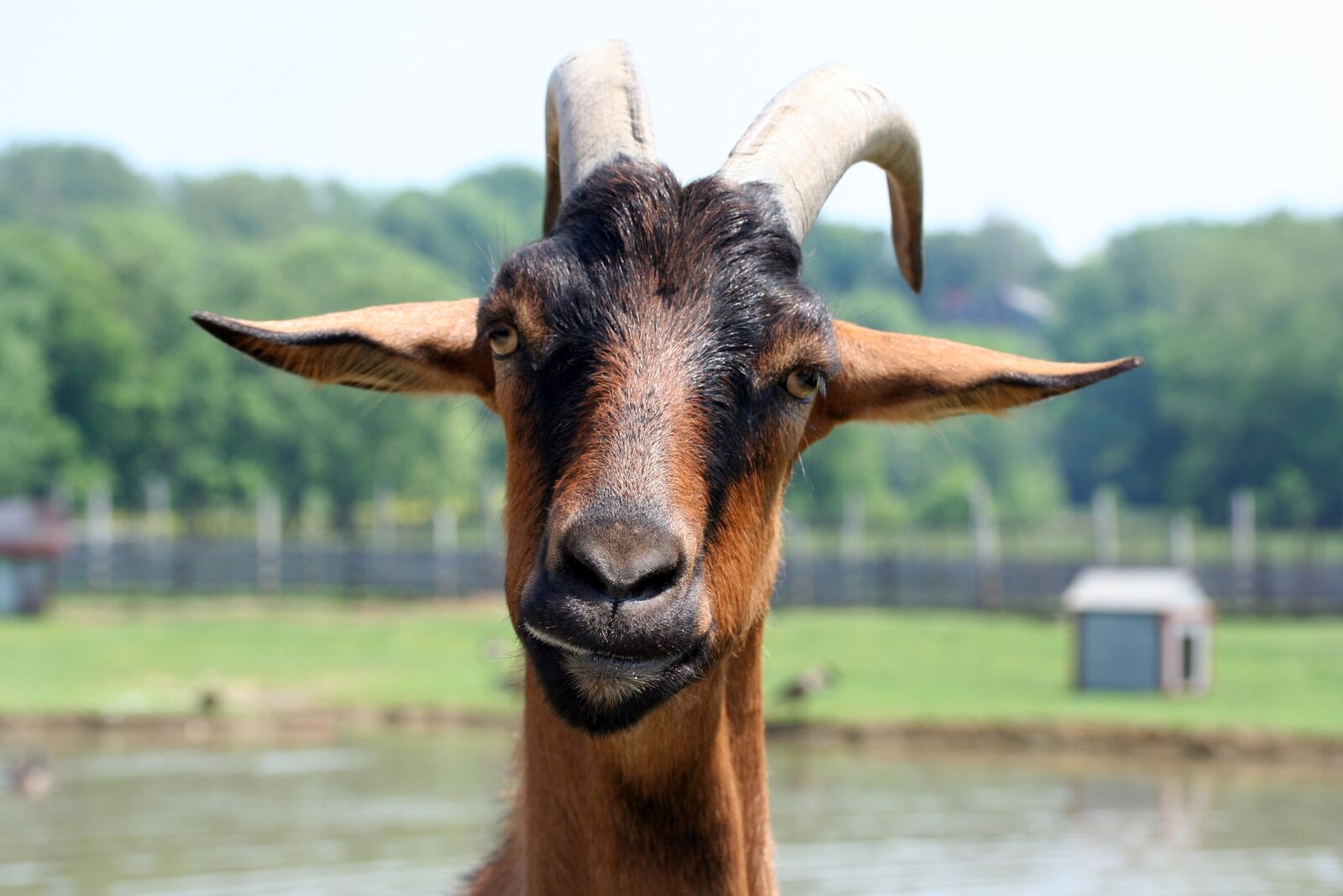 Canon EOS 350D (EOS Digital Rebel XT / EOS Kiss Digital N) sample photo. Goat, farm animal, animal photography