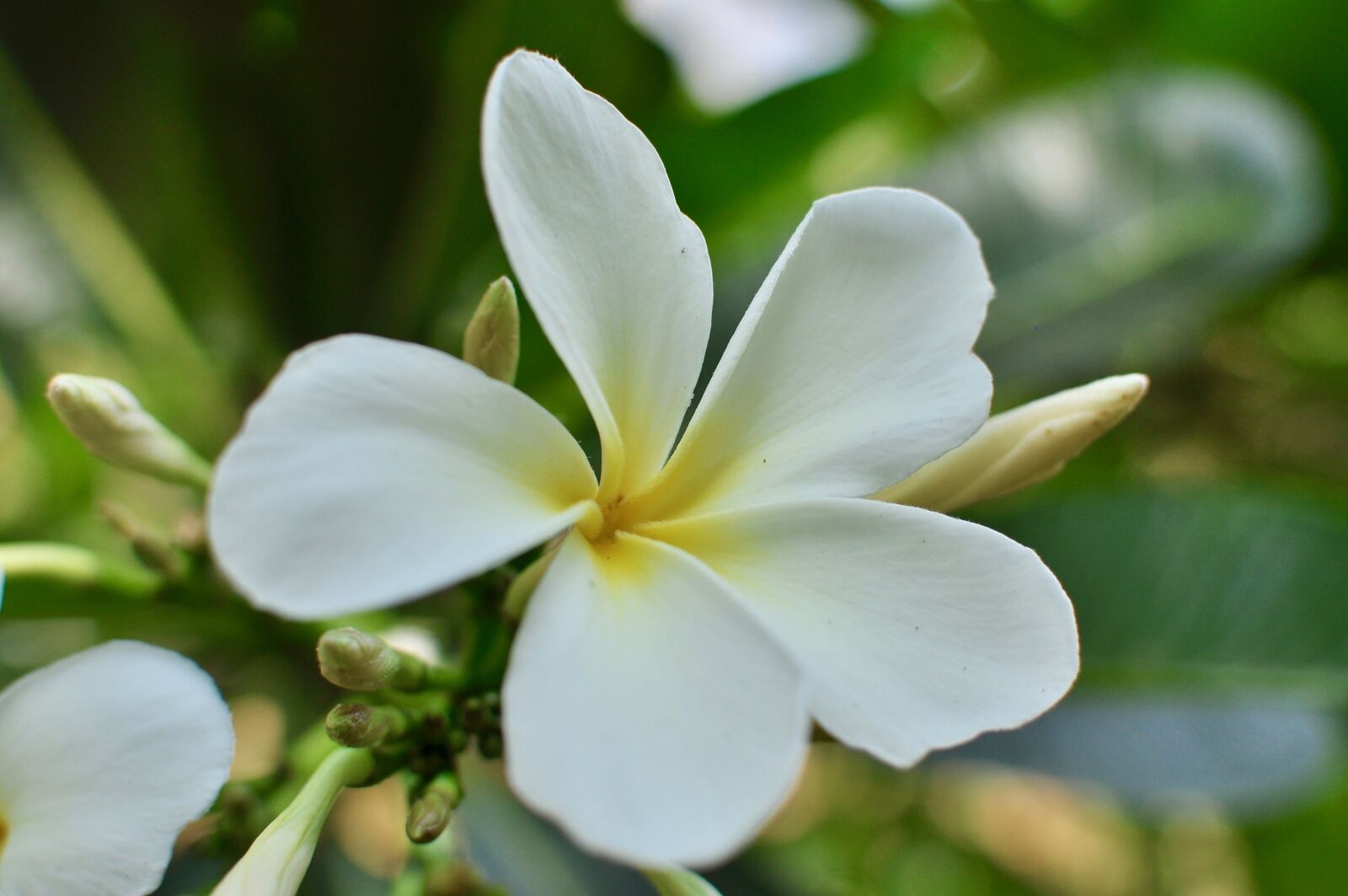 Nikon D5000 sample photo. Flower, white, blooming photography