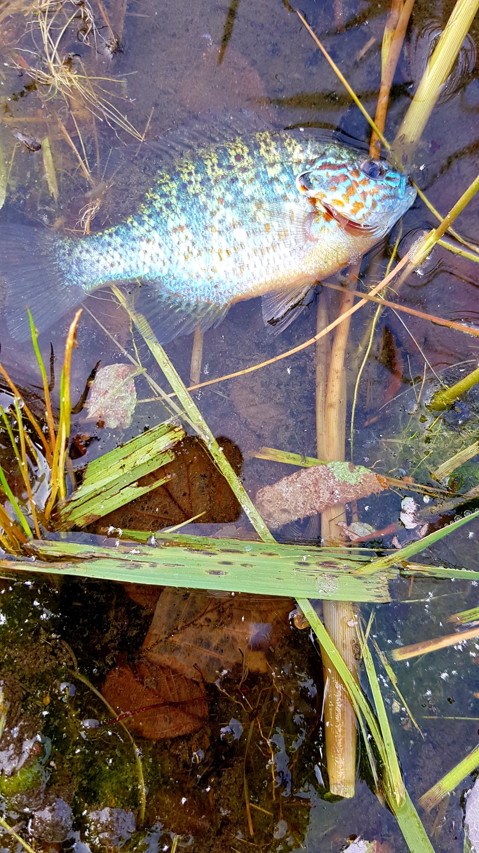 Samsung Galaxy S7 Edge sample photo. Fish, cichlid, page location photography