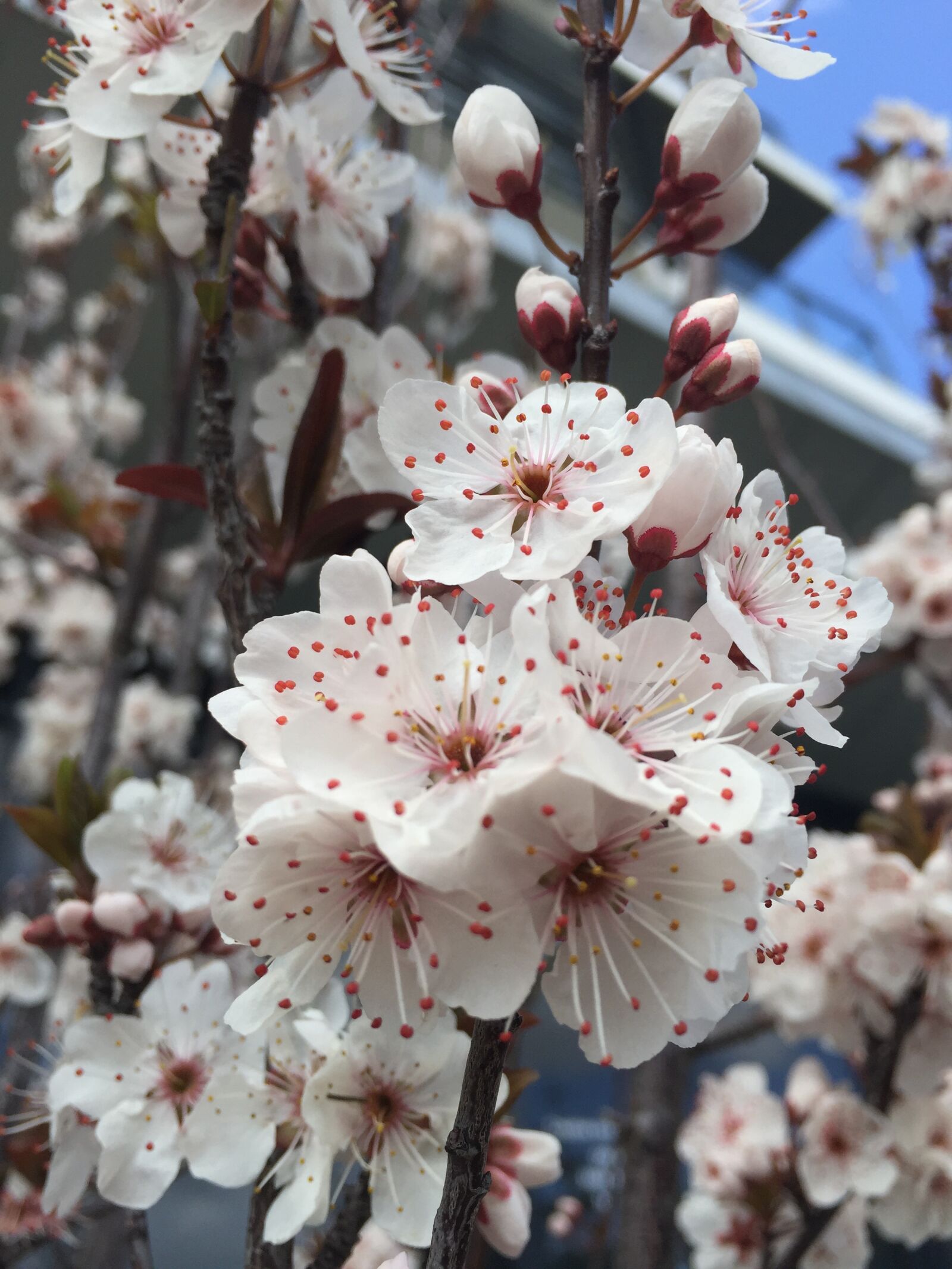 Apple iPhone 6 sample photo. Blossoms, spring, flowers photography
