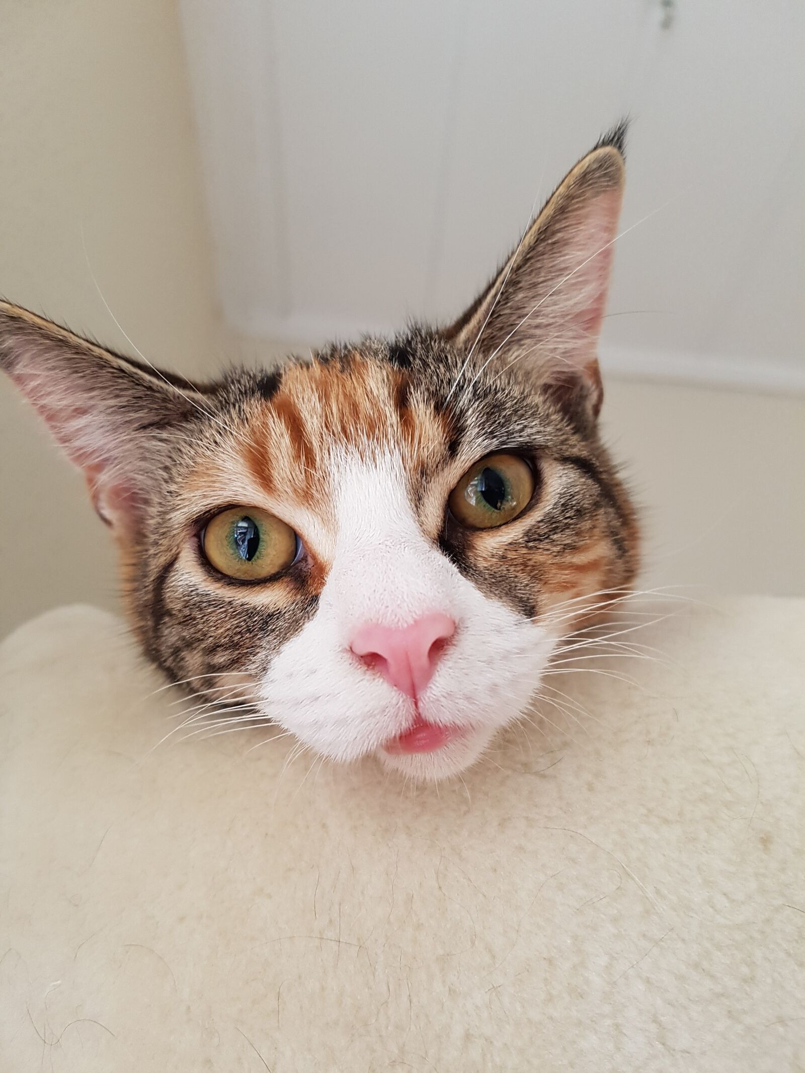 Samsung Galaxy S7 sample photo. Cat, kitten, expensive photography