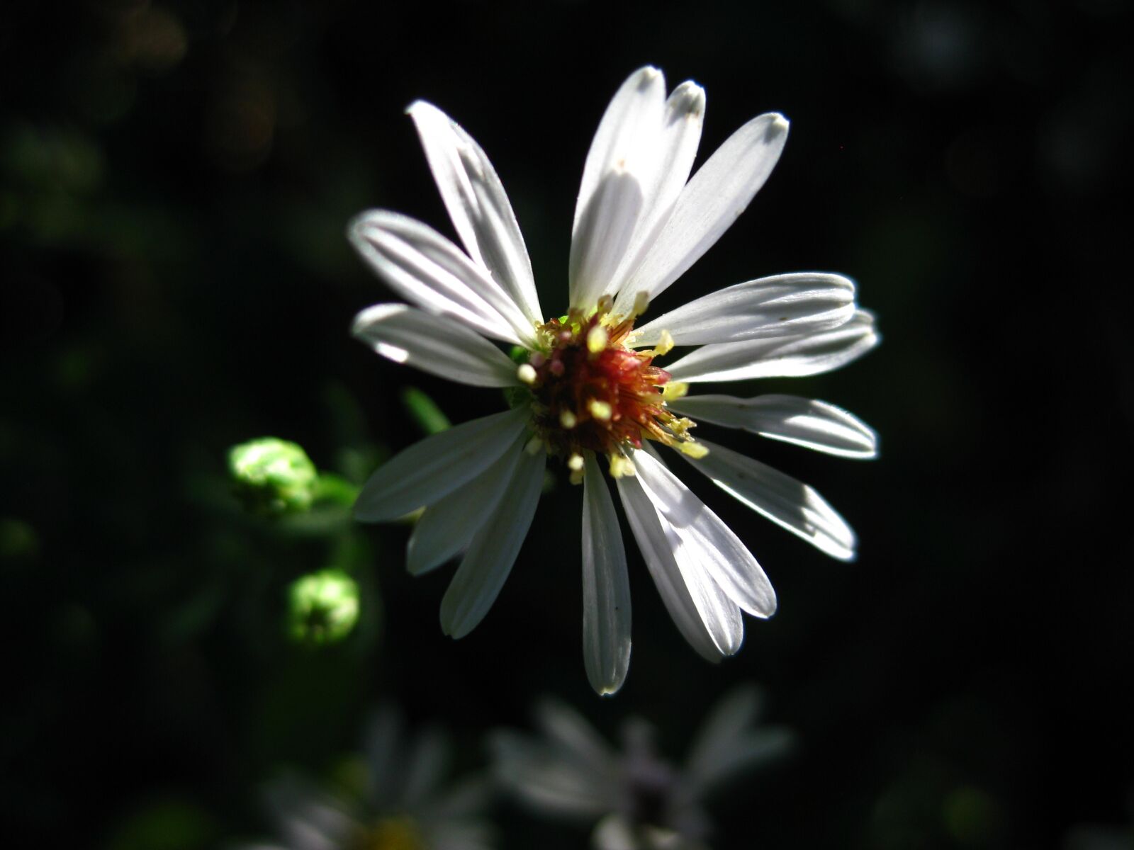 Canon PowerShot SD1100 IS (Digital IXUS 80 IS / IXY Digital 20 IS) sample photo. Still, flower, daisy photography