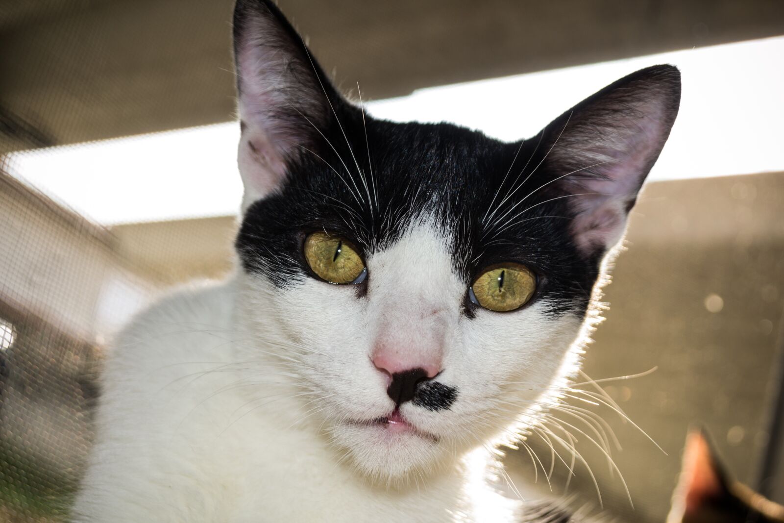 Nikon D3100 sample photo. Cat, pet, animal photography