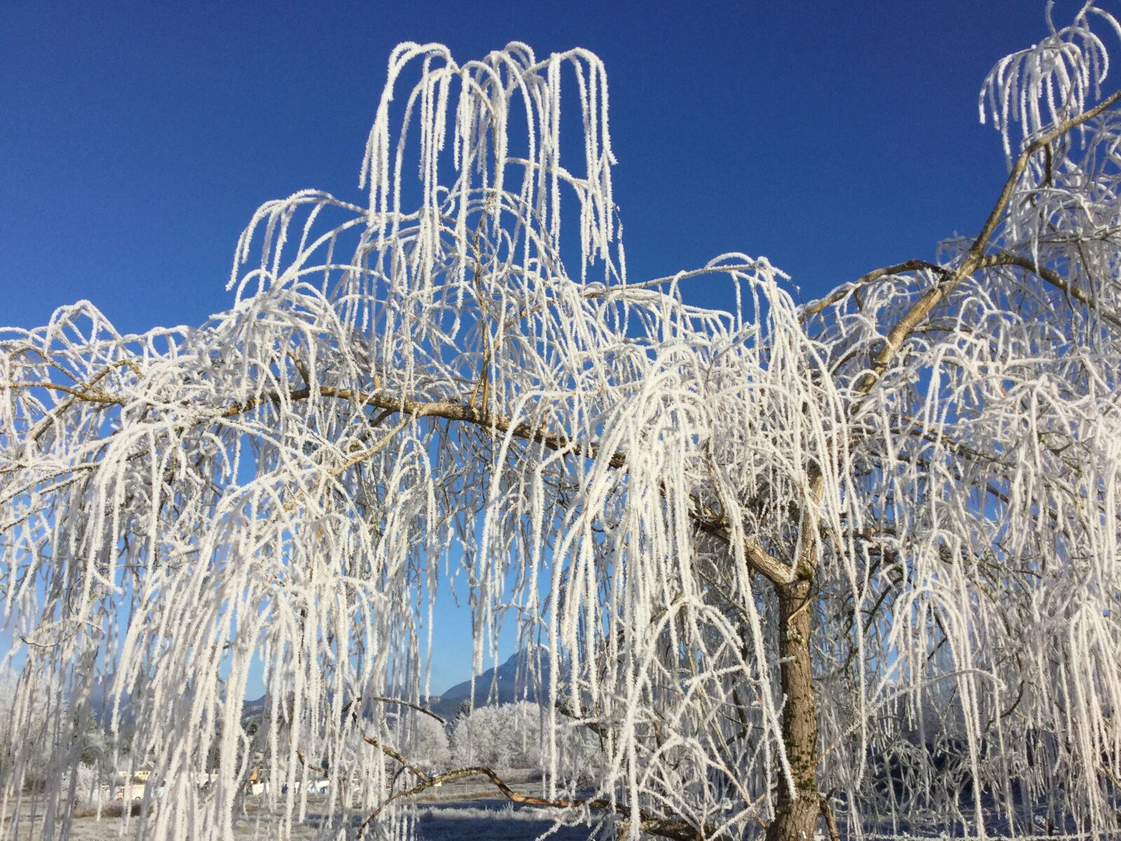 Apple iPad Air 2 sample photo. Frozen, trees, 2 photography