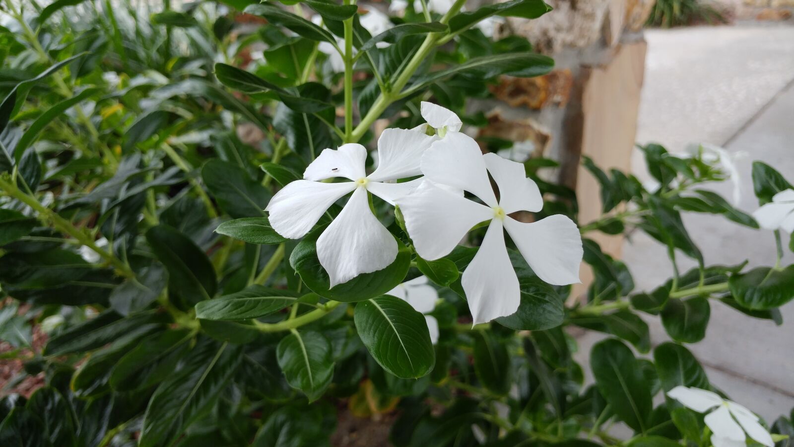 LG G5 sample photo. Flower, outdoor, green photography