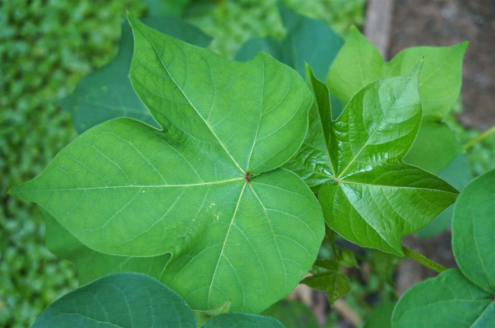 Sony Alpha NEX-5T sample photo. Cotton plant leaves, garden photography