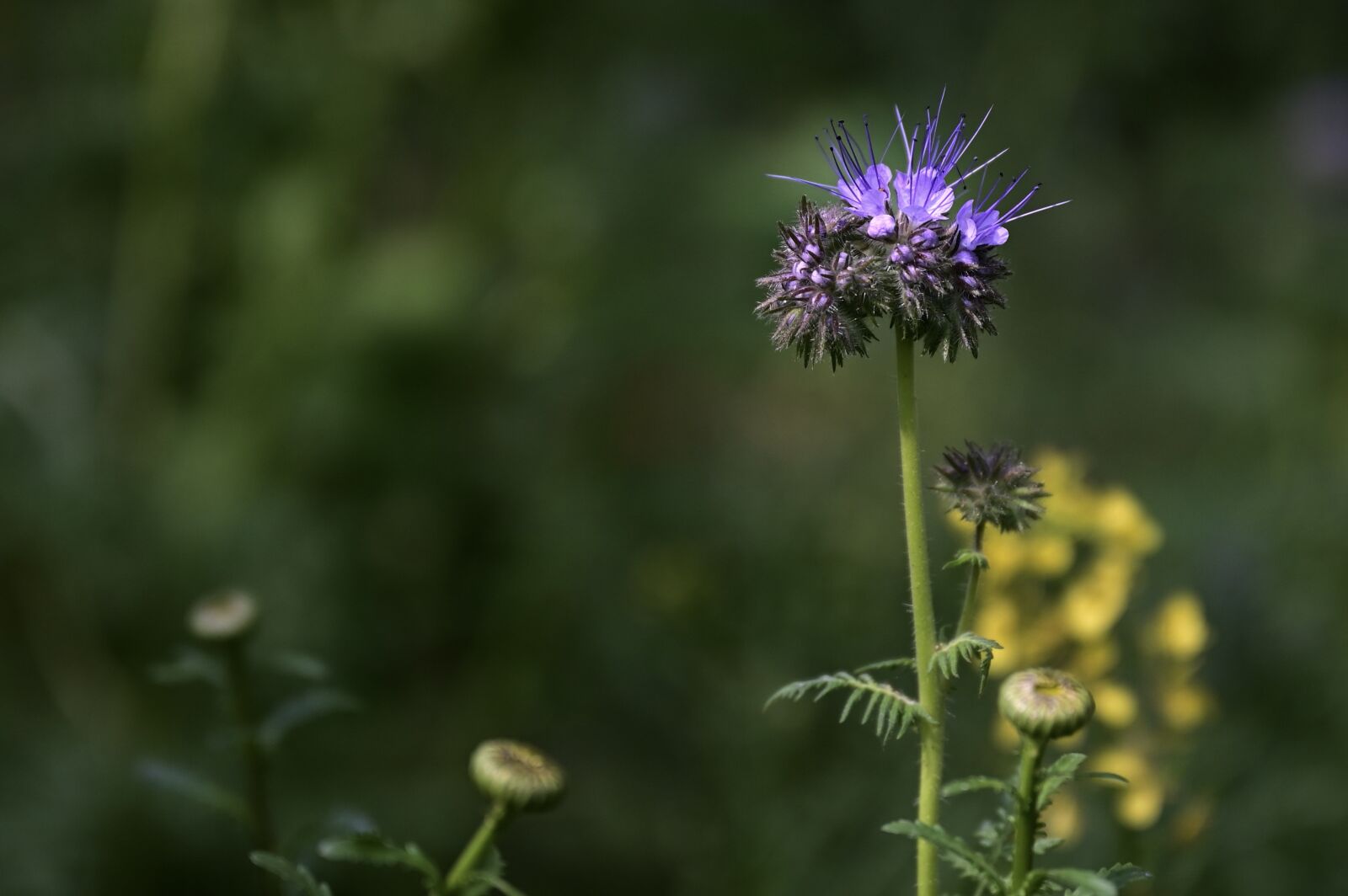 Nikon Nikkor Z 24-70mm F2.8 S sample photo. Tufted flower, wild flower photography