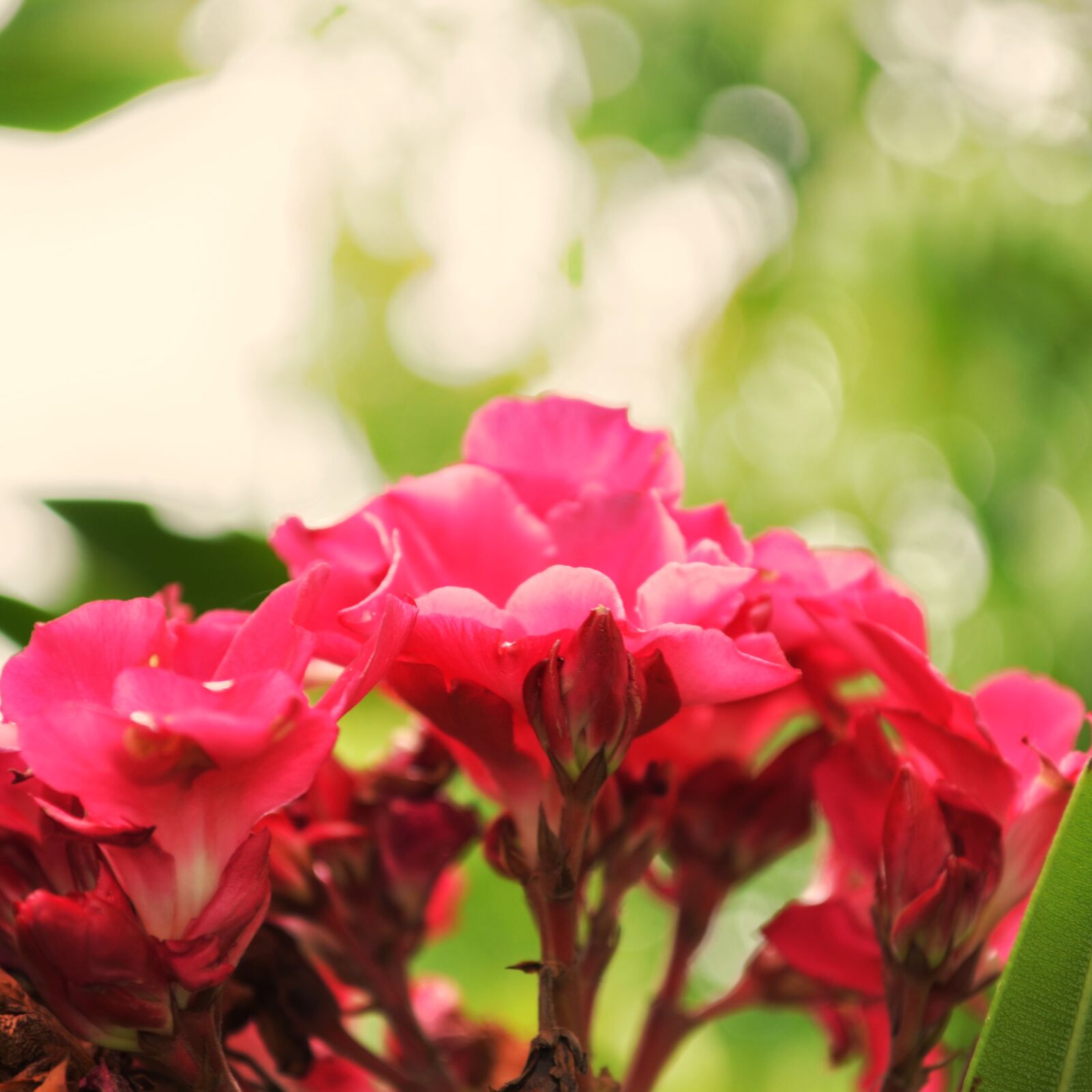 Nikon D5100 sample photo. Beautiful, flowers, bunch, of photography