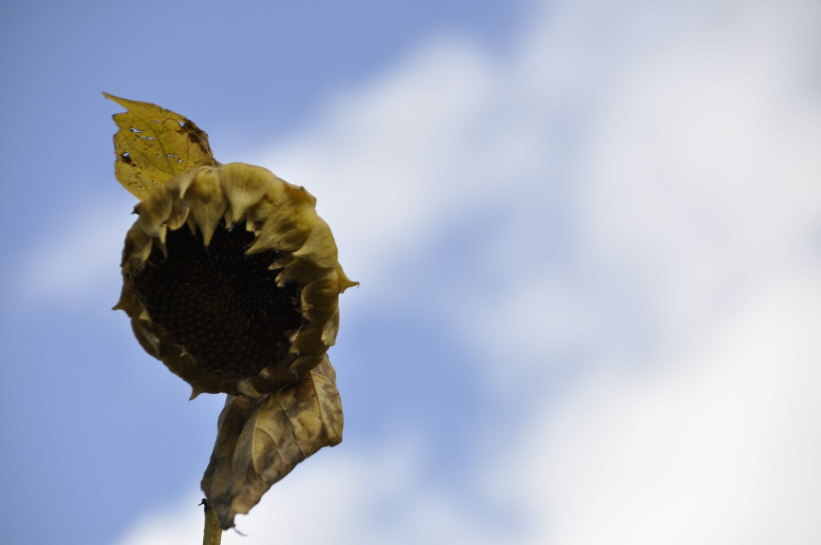 Nikon D90 sample photo. Sunflower, sky, blue photography