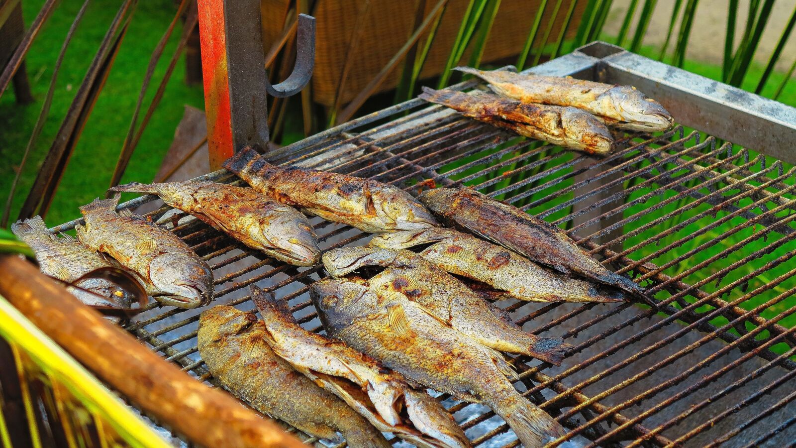 Canon PowerShot G1 X sample photo. Fish, eating, grilling photography