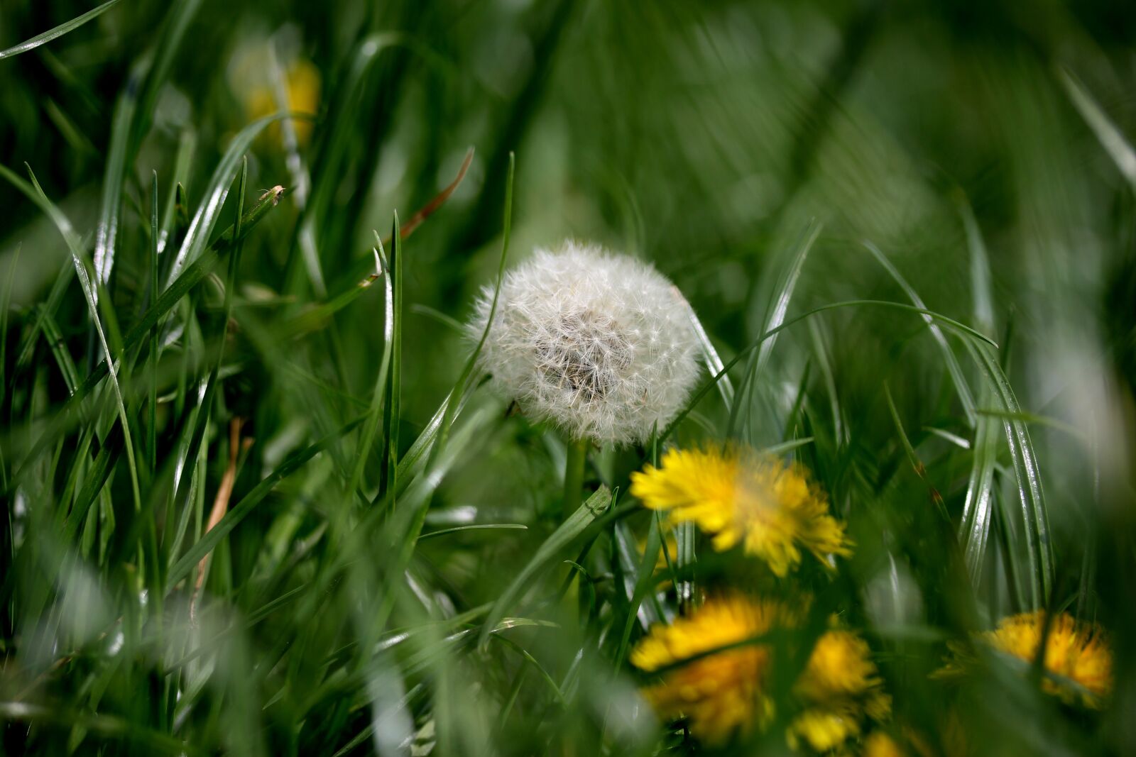 Canon EF-S 60mm F2.8 Macro USM sample photo. Dandelion, down, grass photography