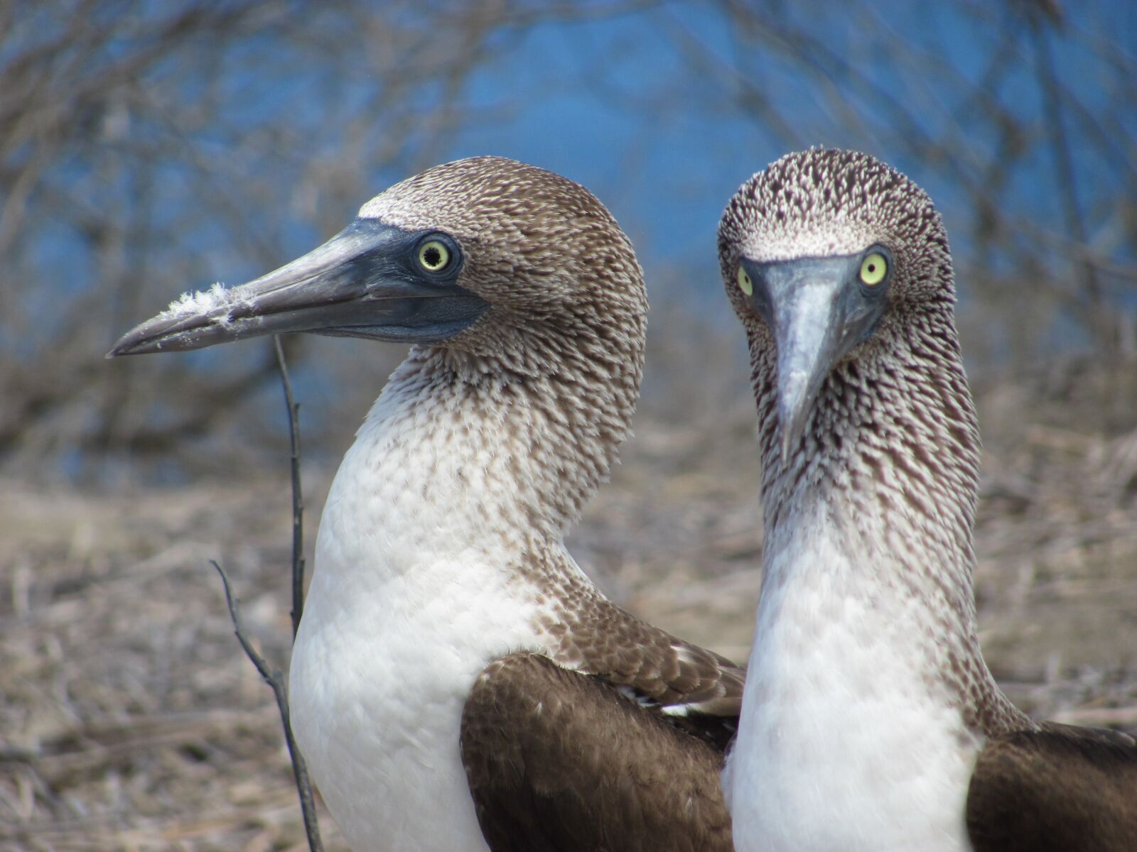 Canon PowerShot SX120 IS sample photo. Bobo birds, birds, couple photography