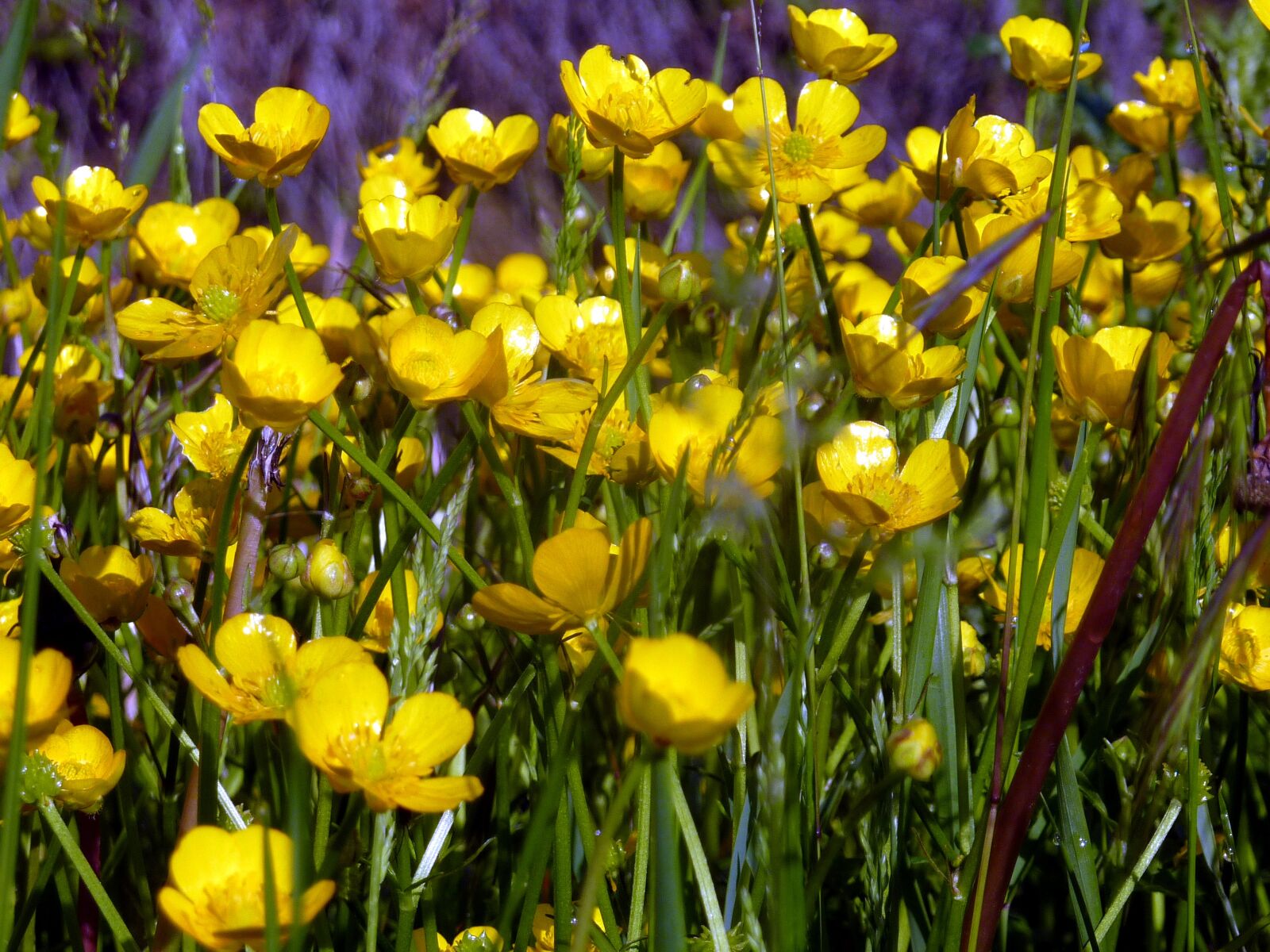 Panasonic DMC-TZ7 sample photo. Flowers, spring, yellow photography