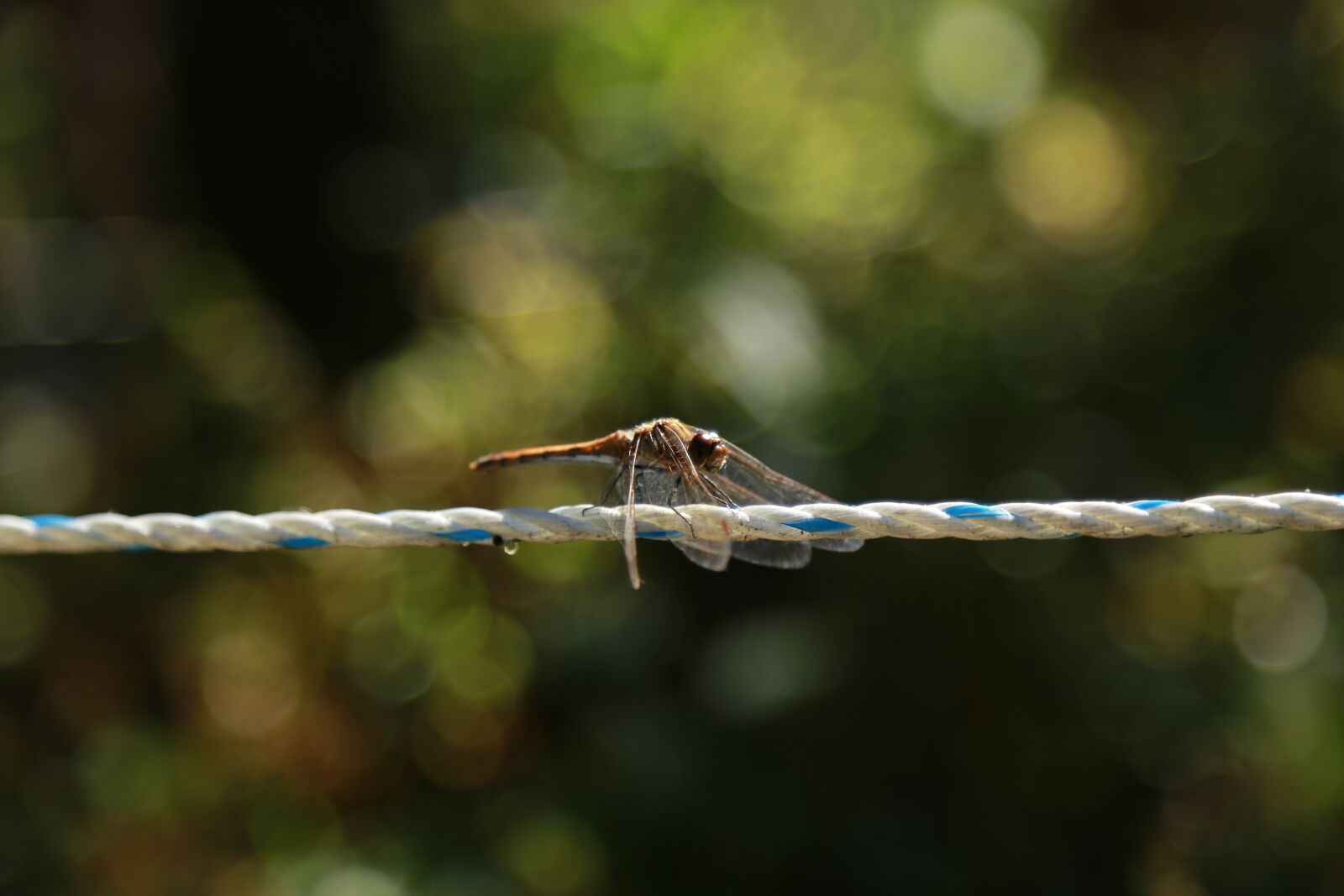 Canon EOS 6D + Canon EF 24-105mm F4L IS USM sample photo. Dragonfly, insects, nature photography