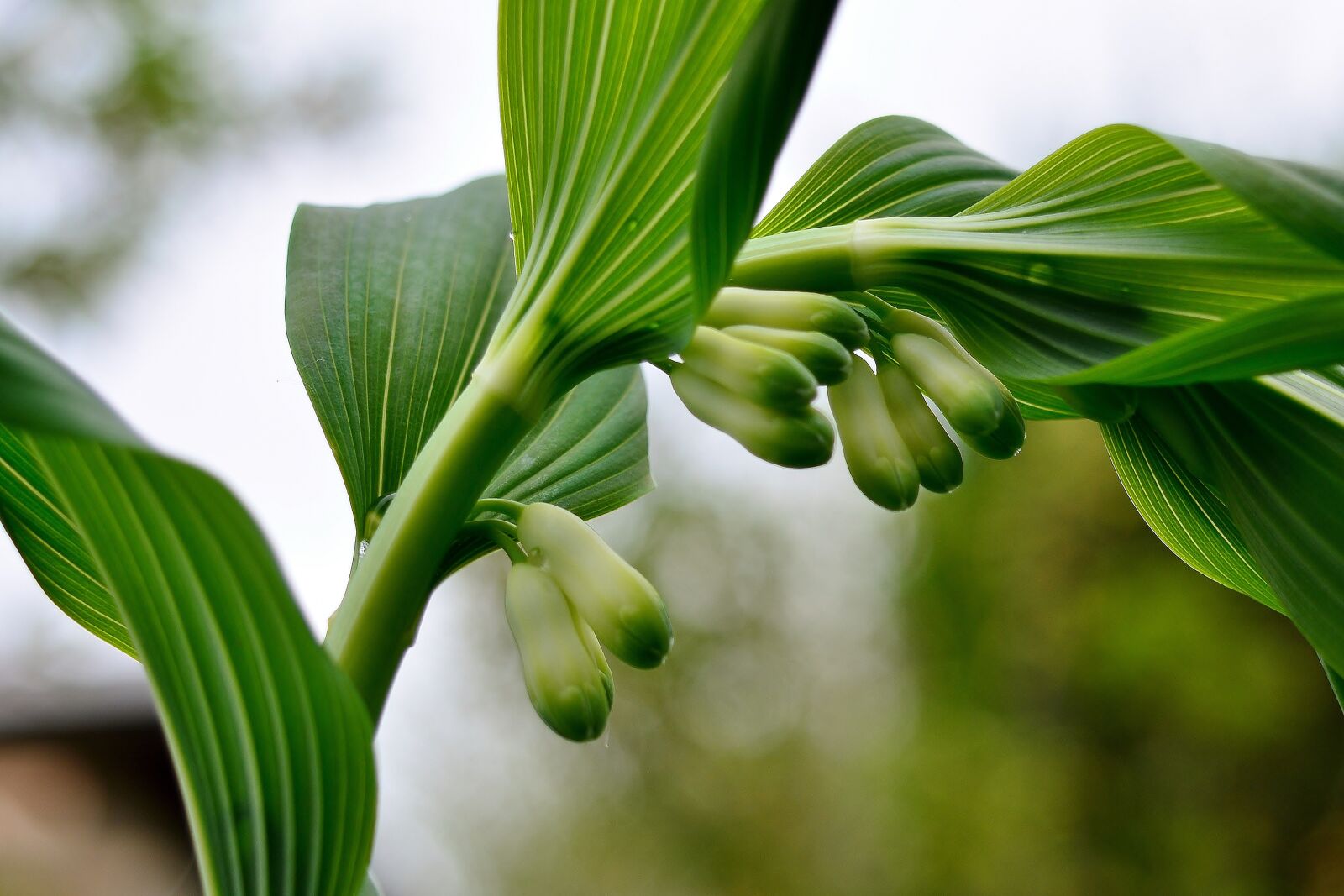 Nikon D5200 sample photo. True solomon's seal, perennial photography