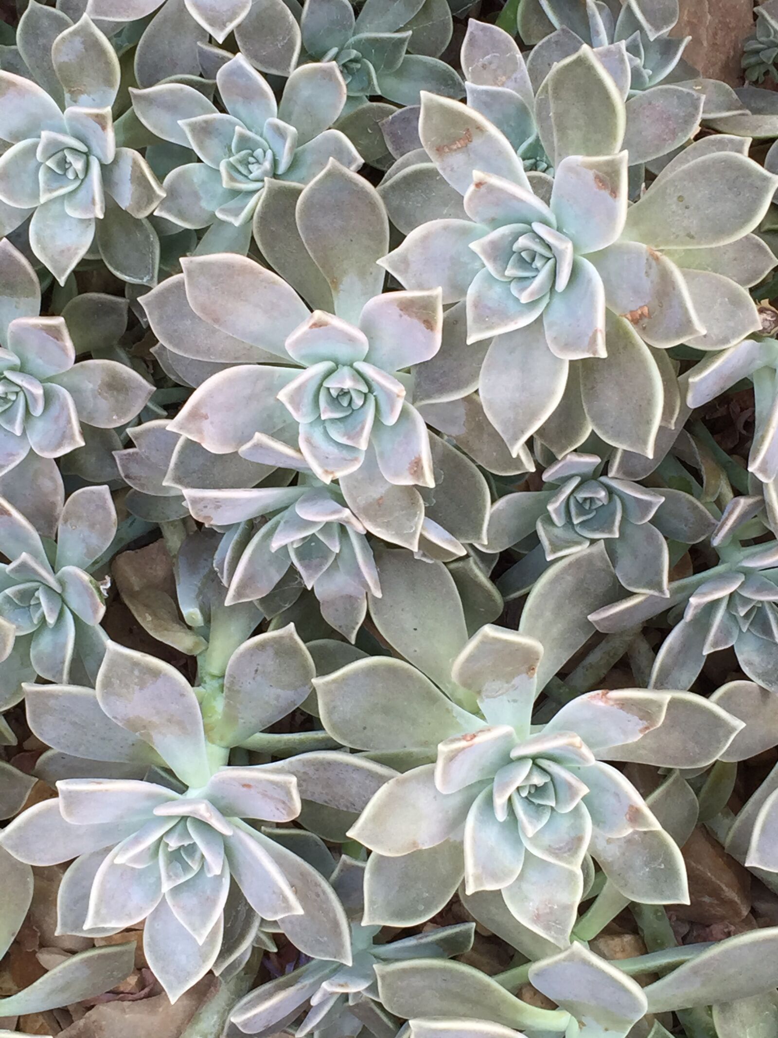 iPhone 6 Plus back camera 4.15mm f/2.2 sample photo. Succulents, flowers, echeveria photography