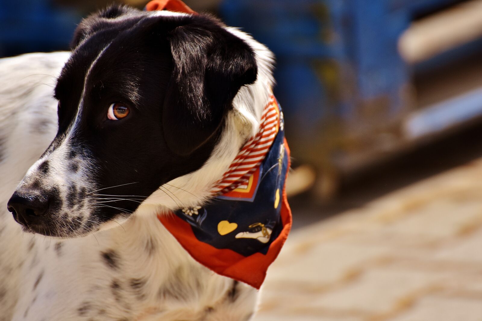 Nikon D7200 sample photo. Dog, animal, view photography
