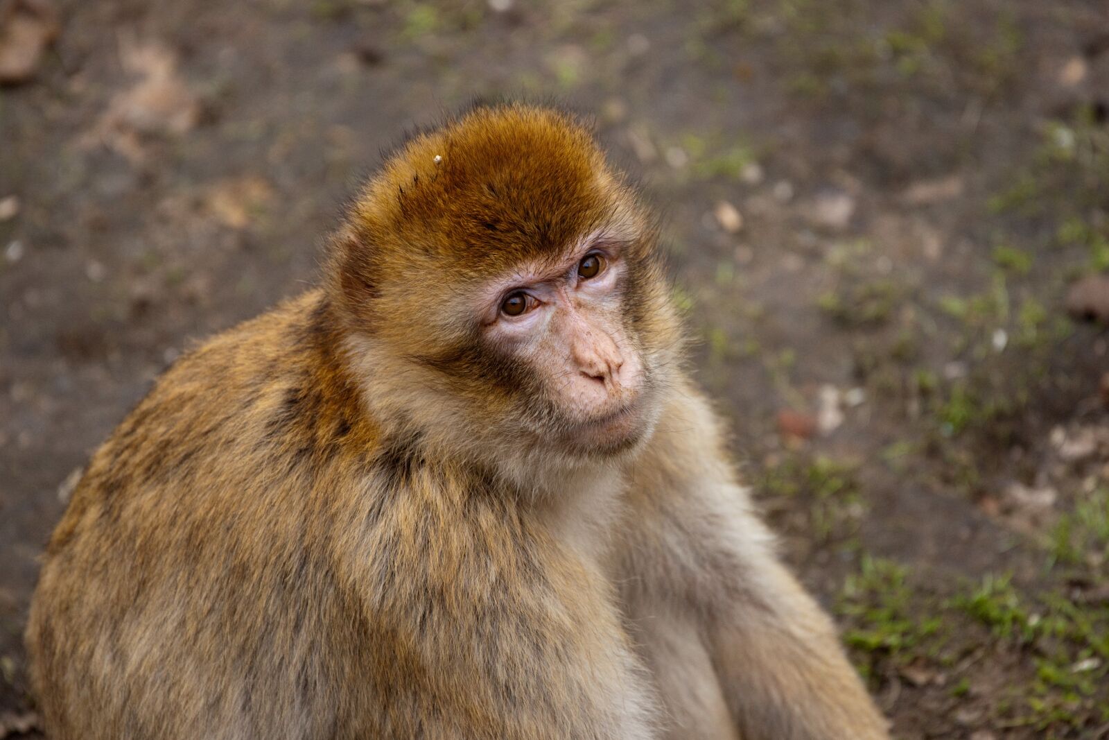 Sony Alpha DSLR-A900 sample photo. Monkey, zoo, theme park photography