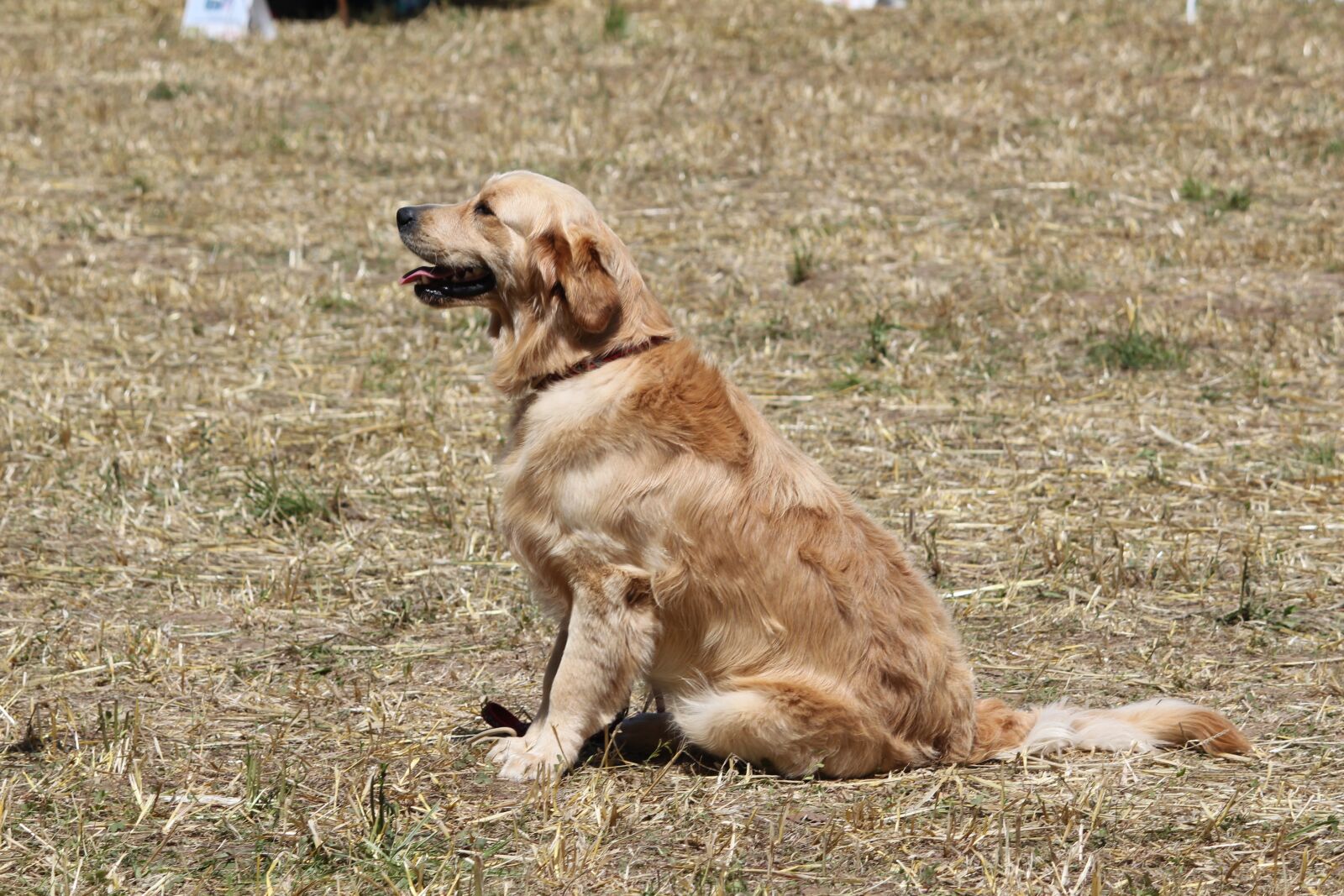 Canon EOS 550D (EOS Rebel T2i / EOS Kiss X4) sample photo. Golden retriever, animal, dog photography