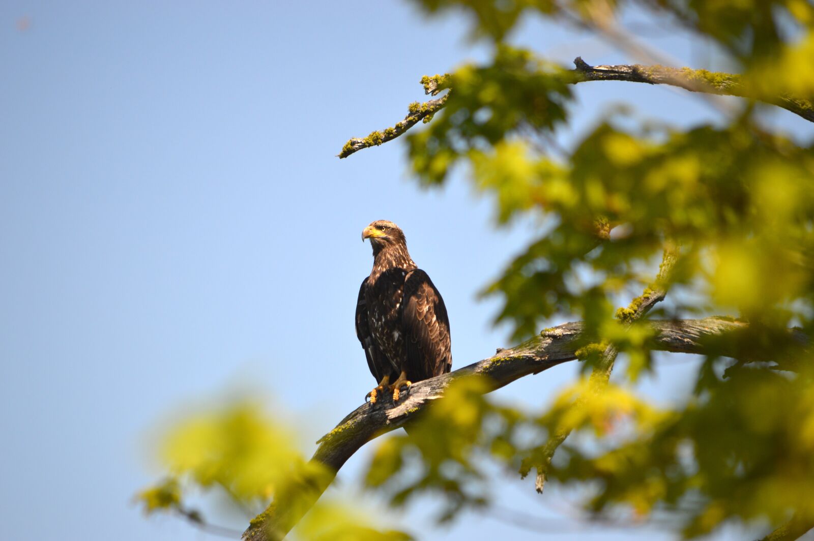 Nikon D3200 sample photo. Eagle, montana, tree photography