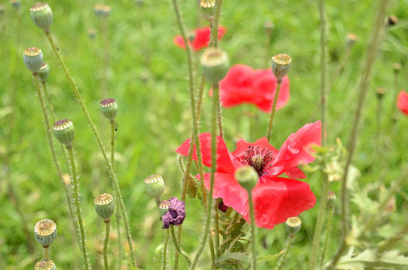 Nikon D5100 sample photo. Red, flowers, bloom photography