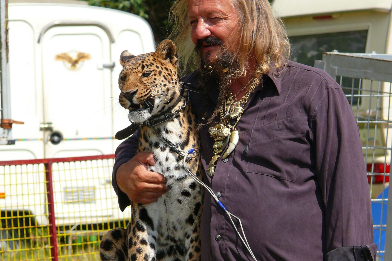 Panasonic DMC-FZ50 sample photo. Animal, leopard, cat photography