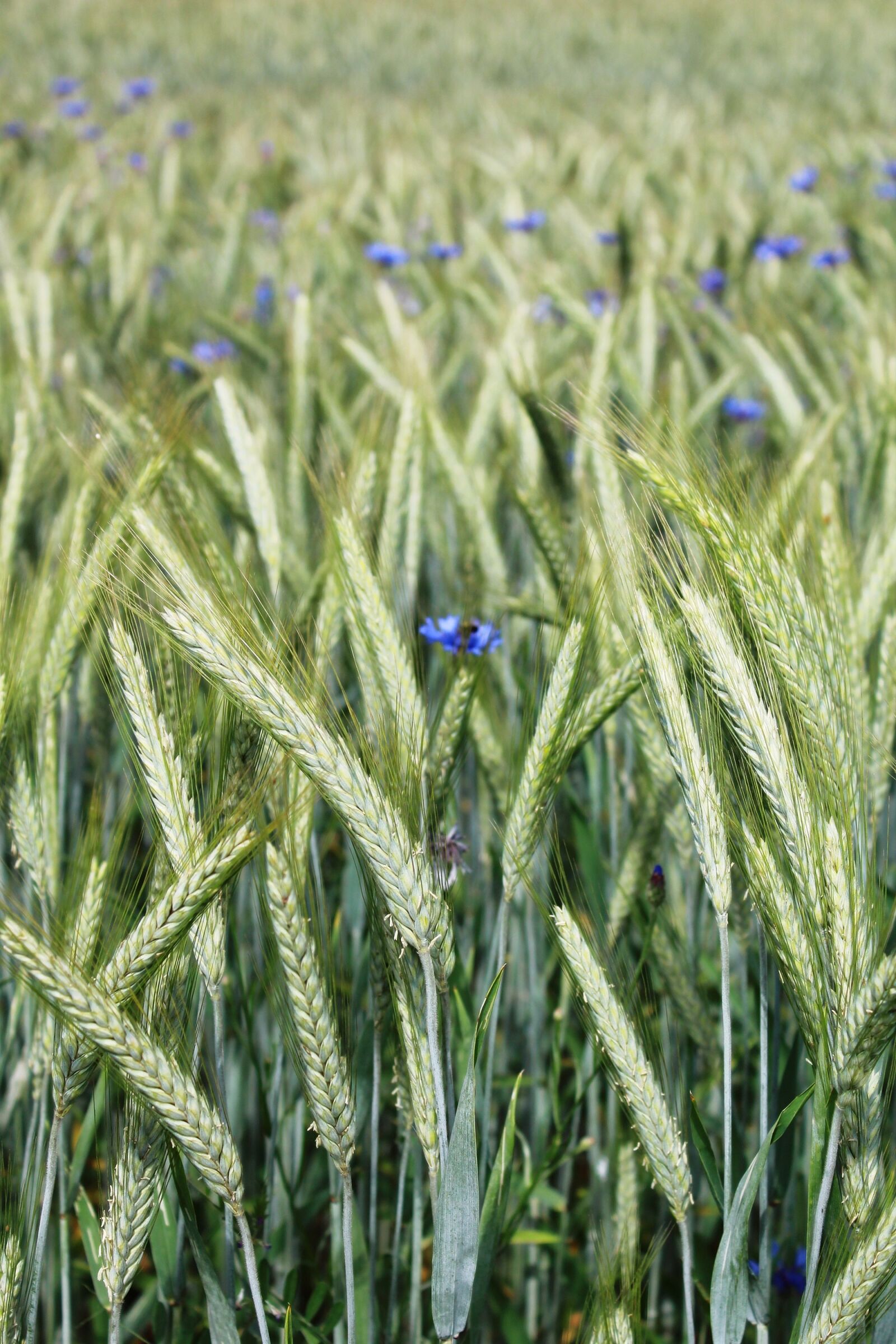 Canon EOS 1200D (EOS Rebel T5 / EOS Kiss X70 / EOS Hi) sample photo. Rye, rye field, cereals photography