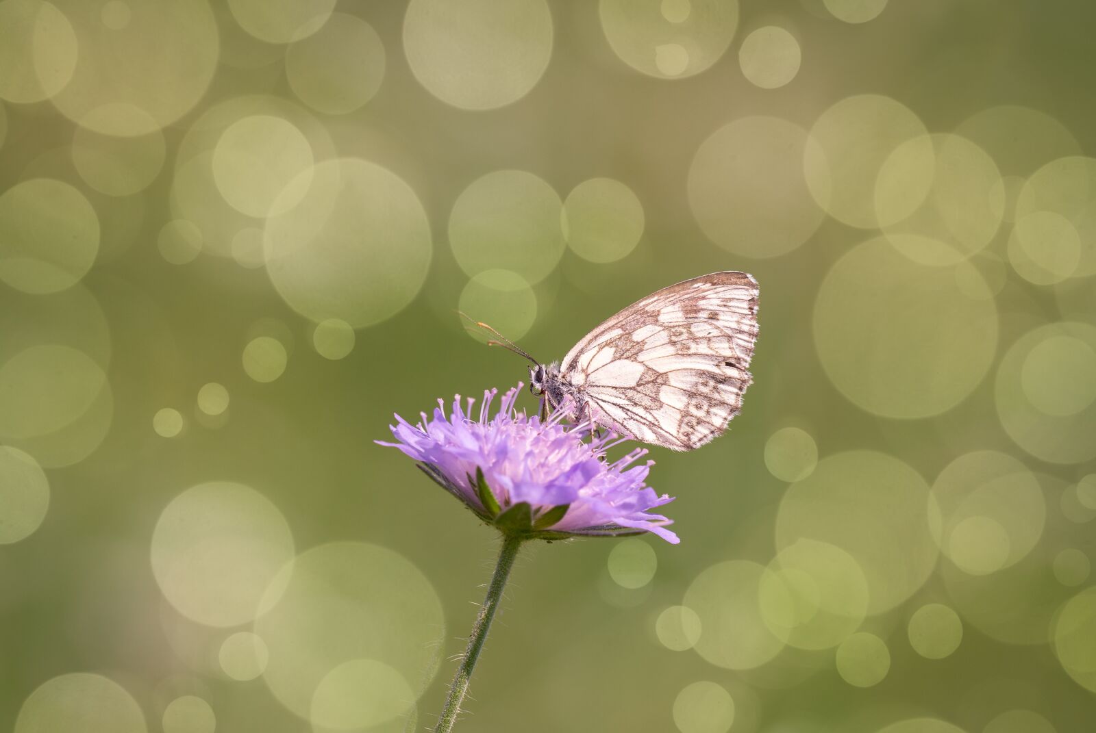 Nikon D7100 sample photo. Butterfly, edelfalter, butterflies photography
