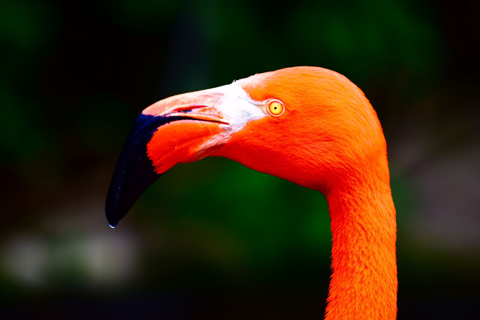Nikon D3300 sample photo. Flamingo, bird, close up photography