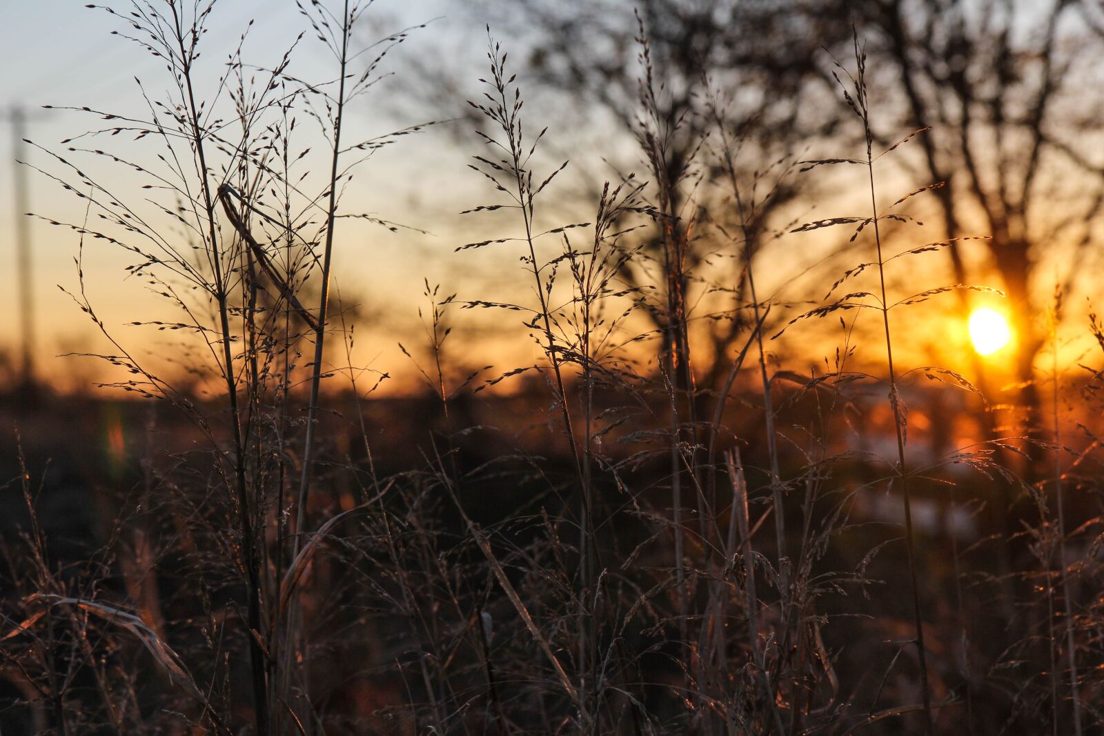 Canon EOS 60D sample photo. Sunrise, wheat, mckinney photography