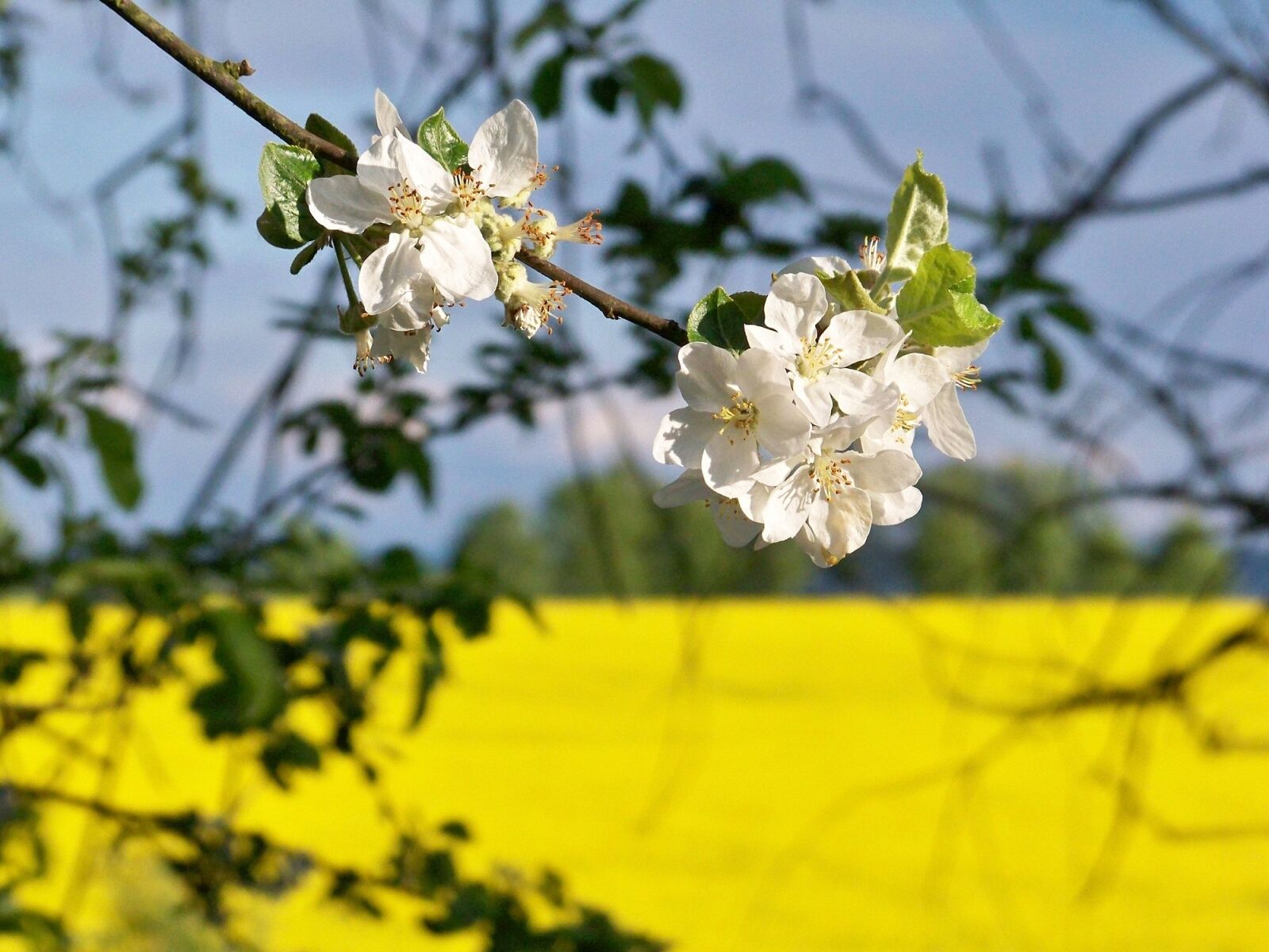 Kodak EASYSHARE Z1012 IS DIGITAL CAMERA sample photo. Nature, grass, plants photography