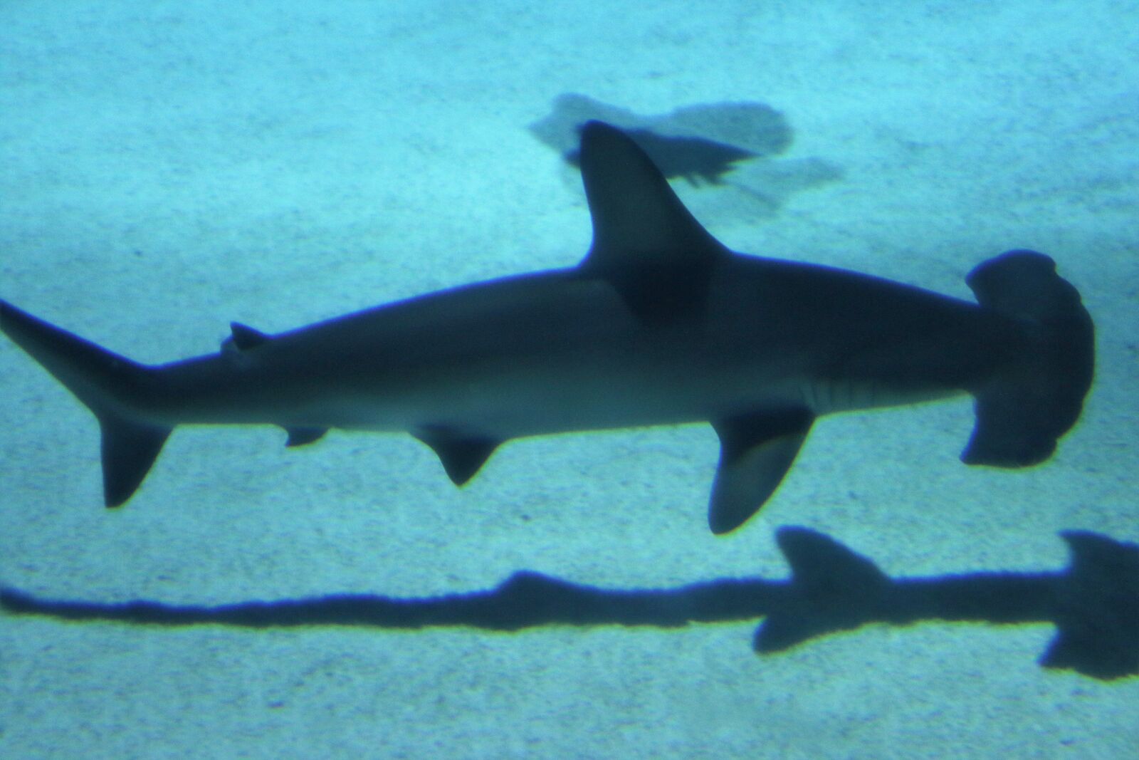 Canon EOS 7D Mark II sample photo. Animals, aquarium, dangerous, finding photography
