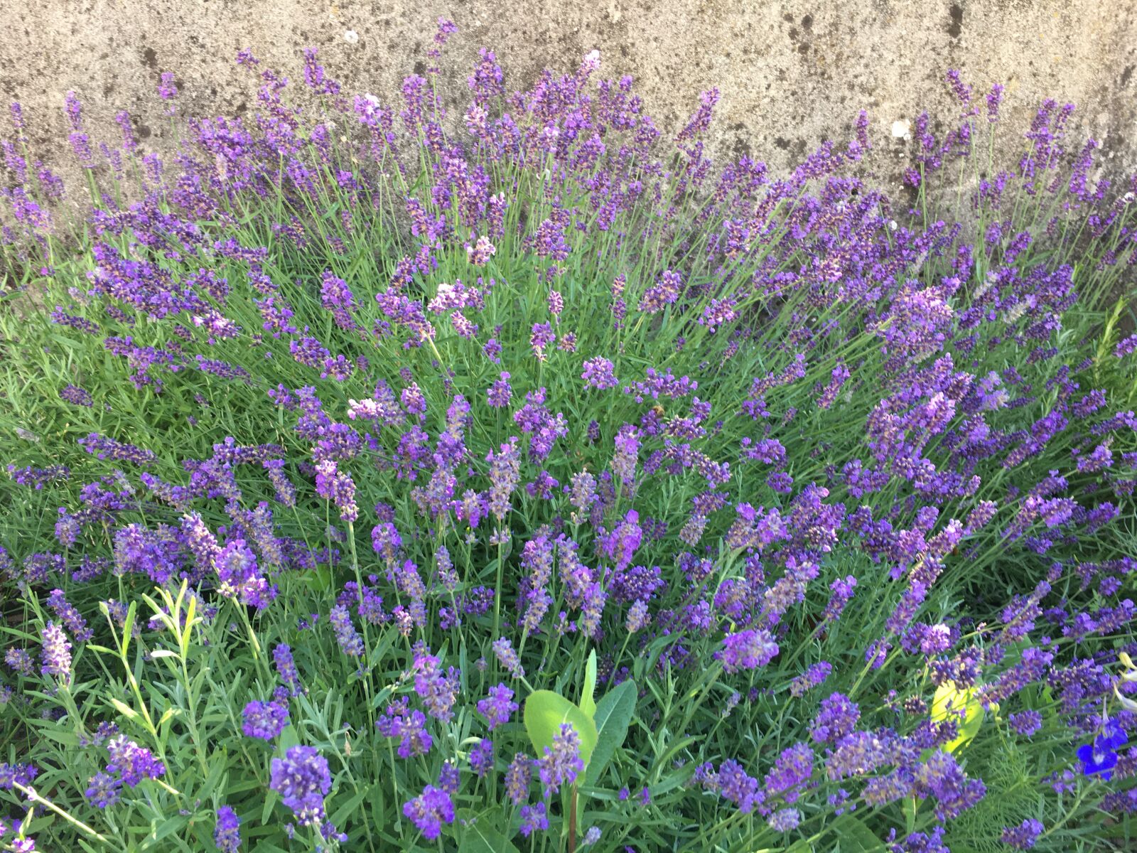 iPhone 6s Plus back camera 4.15mm f/2.2 sample photo. Provence, lavender, flowers photography