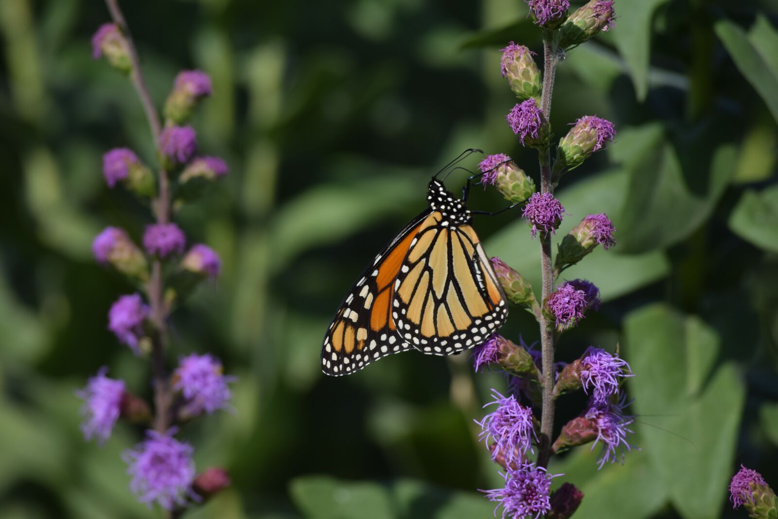 Nikon D3300 sample photo. Pollination, butterfly, flowers photography