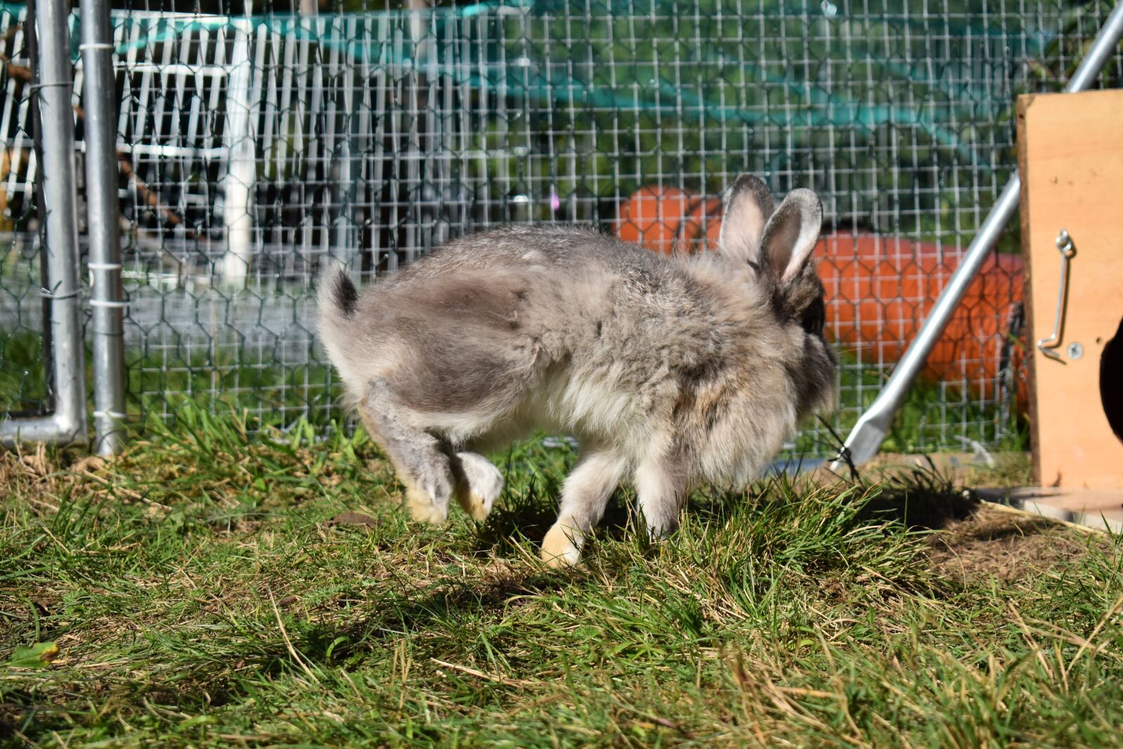 Nikon D3500 sample photo. Rabbit, hare, grey photography