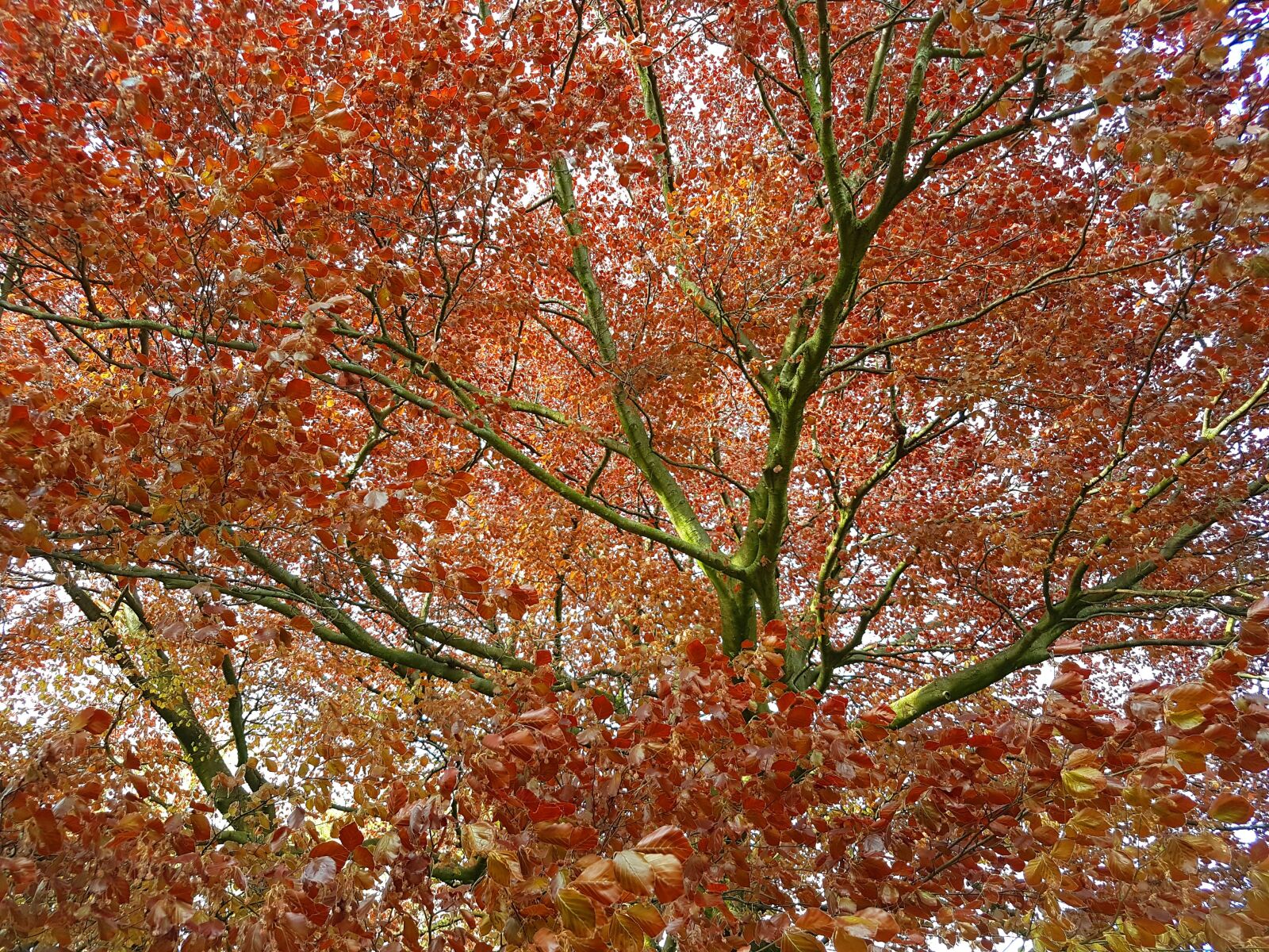 Samsung Galaxy S7 Edge sample photo. Tree, red leaves, spring photography