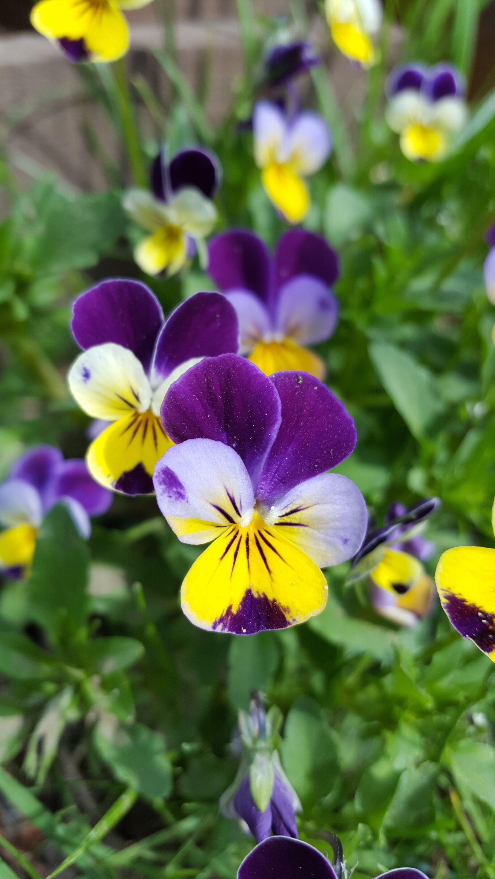 Samsung GALAXY S6 edge sample photo. Spring flowers, flowers, hobby photography