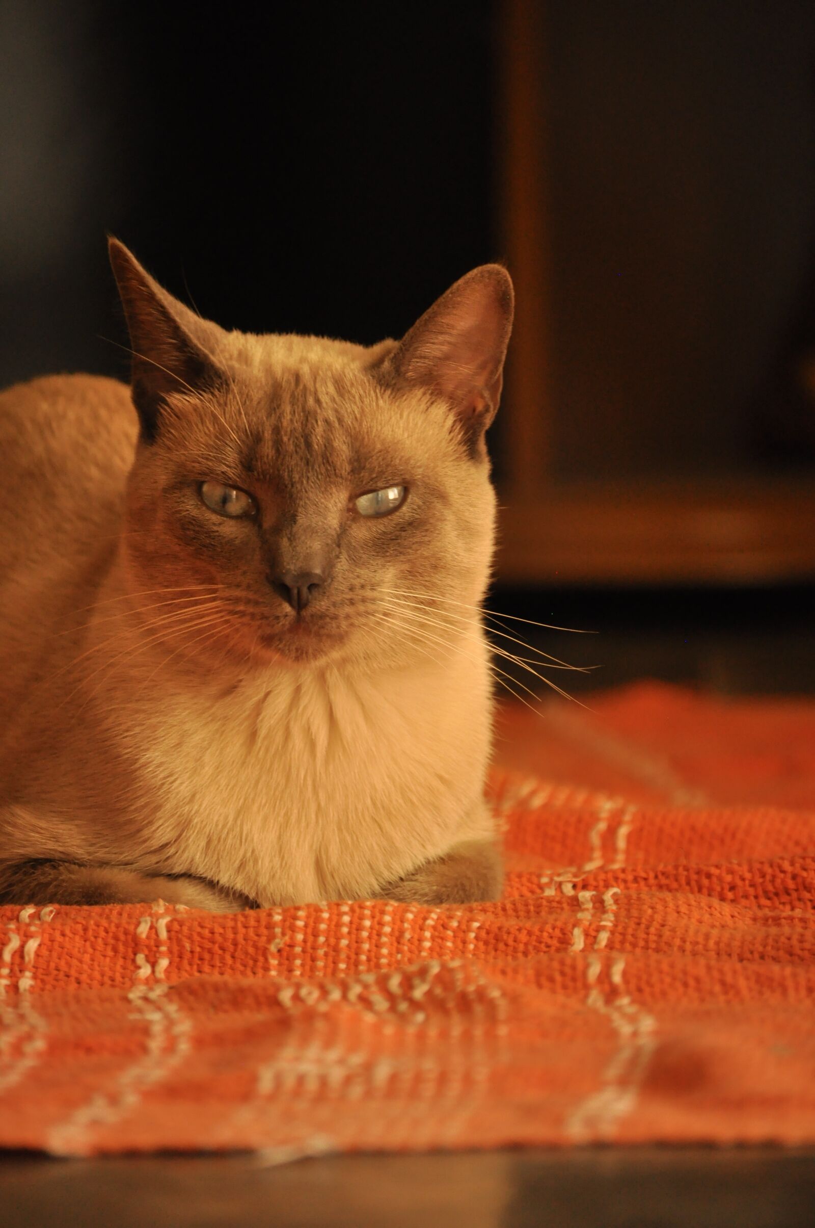 Nikon D90 sample photo. Cat, home, soft photography