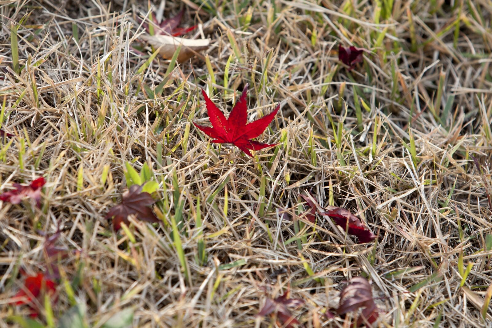Canon EOS 5D sample photo. Autumn leaves, autumn, leaves photography