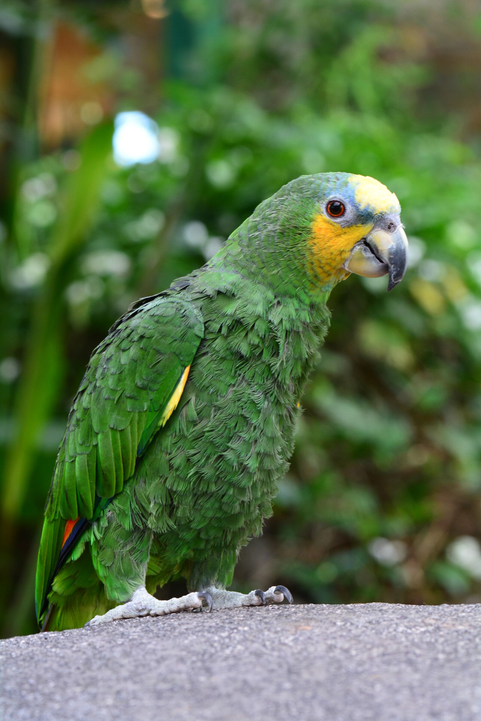 Nikon D7100 sample photo. African, green, parrot photography
