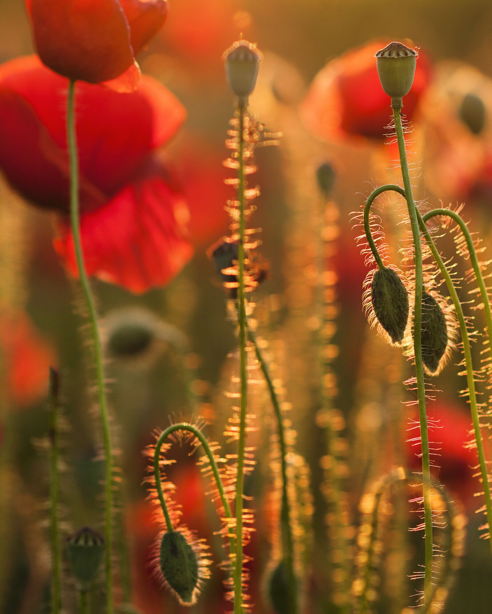 Nikon D90 sample photo. Poppies, sunset, nature photography