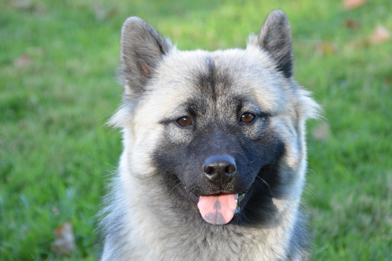 Nikon D5200 sample photo. Dog, bitch, dog eurasier photography