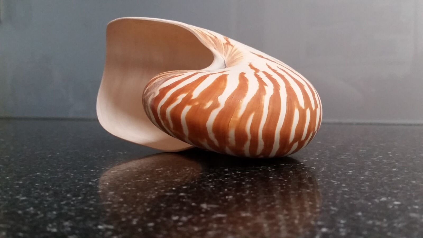 Samsung Galaxy S5 sample photo. Shell, exotic, sea photography