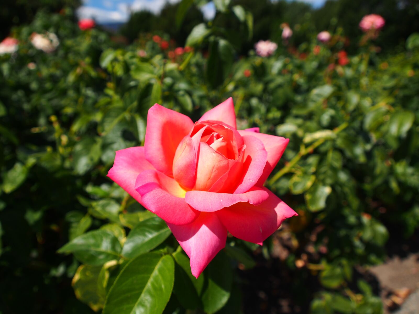 Olympus OM-D E-M5 sample photo. Rose, flower, nature photography