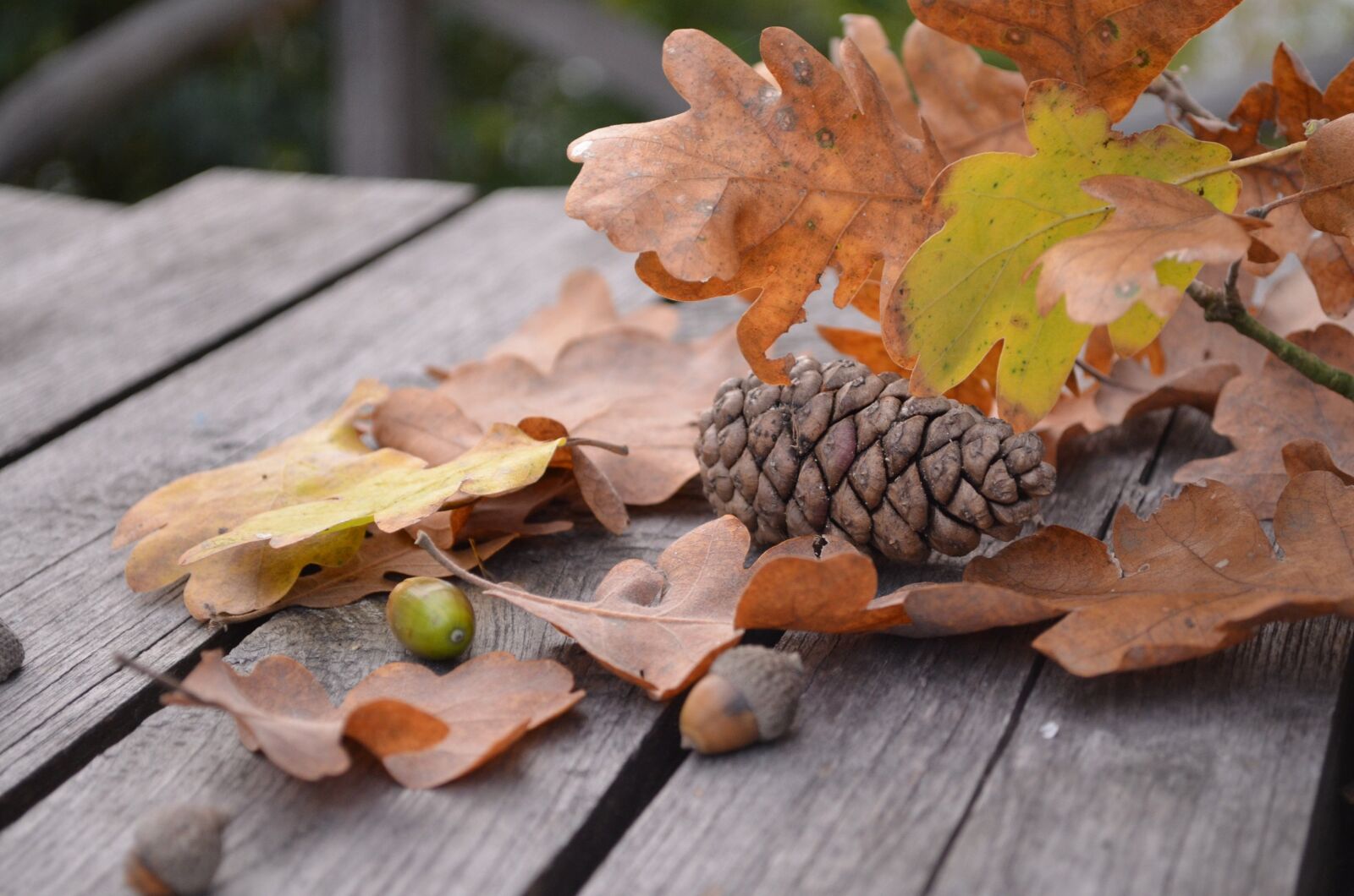 Nikon D5100 sample photo. Pine cone, autumn, leaf photography