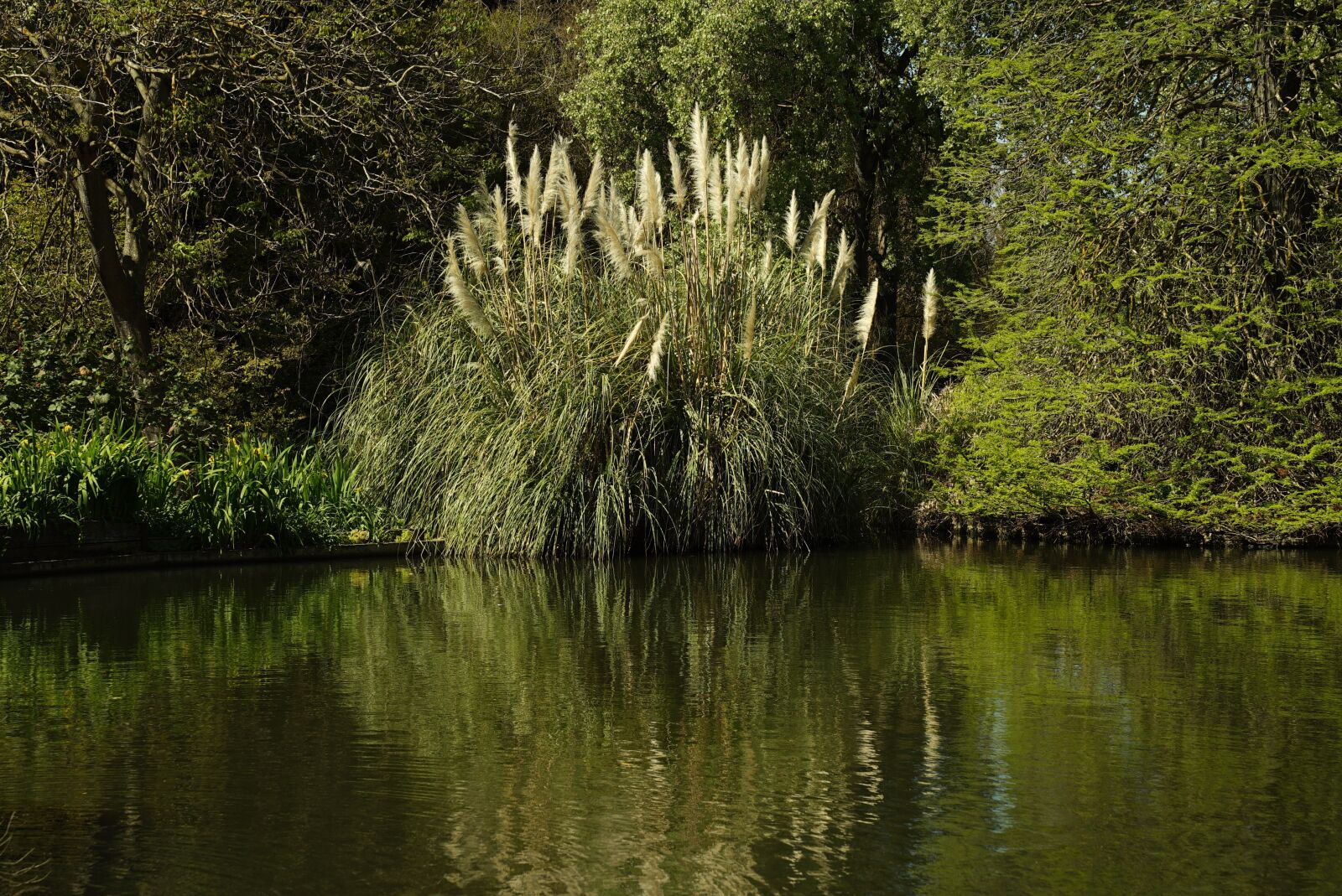 Sony a7S + Sony FE 24-70mm F2.8 GM sample photo. Reeds, pond, reflections photography