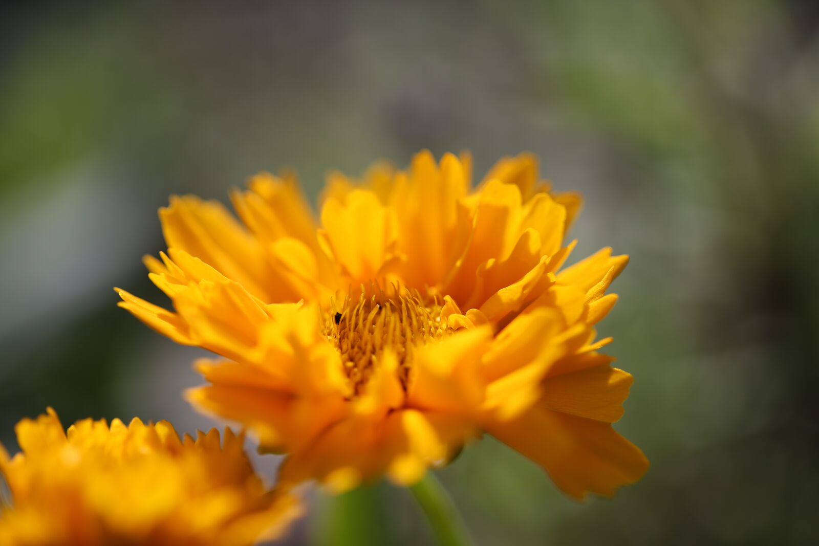 Canon EOS 5D Mark III sample photo. Flower, blossom, bloom photography