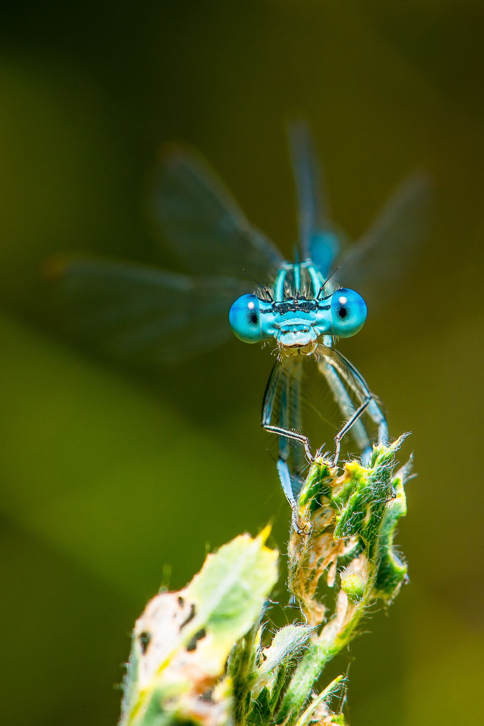 Nikon D800 sample photo. Dragonfly, macro, insect photography