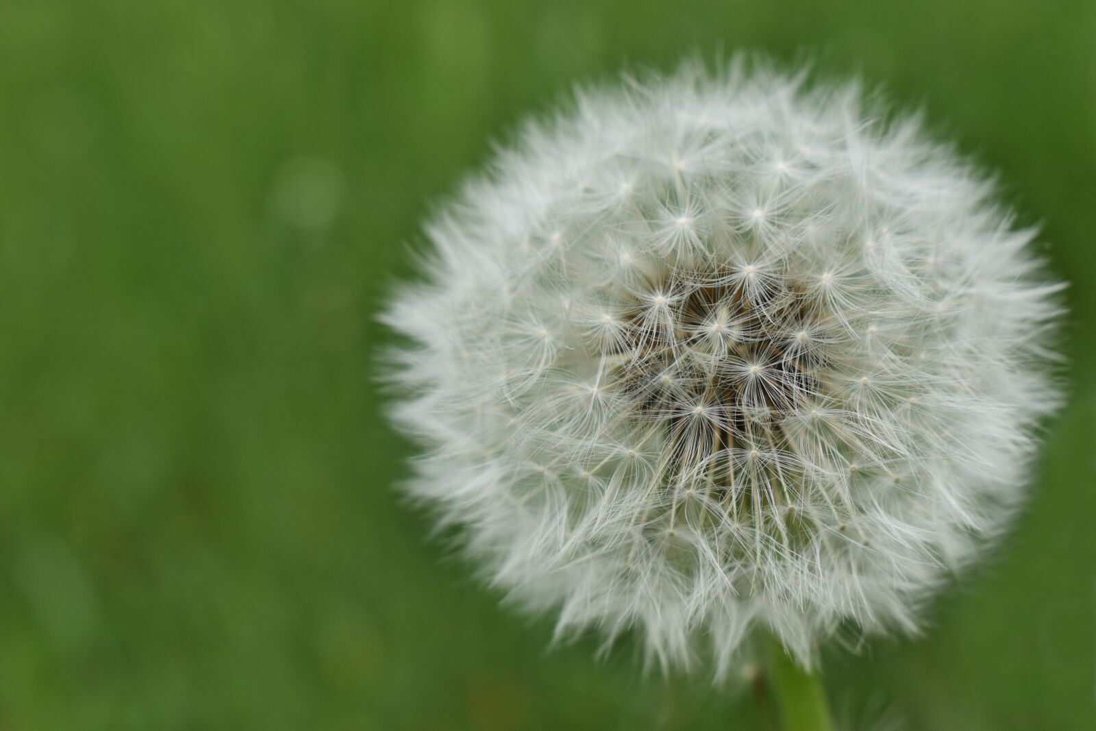 Nikon D5600 sample photo. Blowball, plant, nature photography